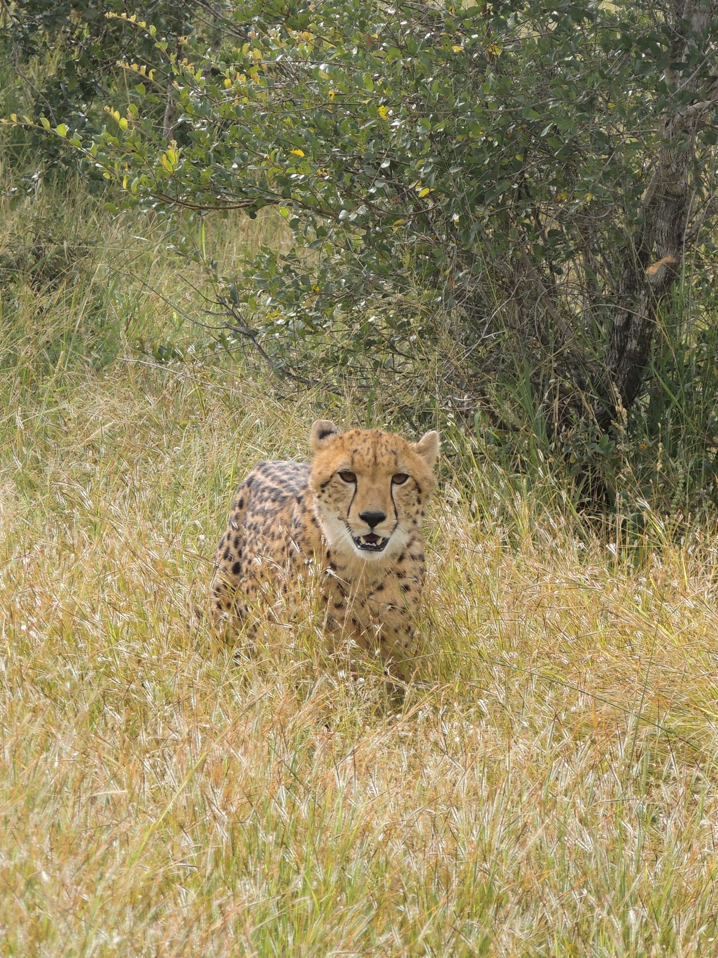 A cheetah in tall grass, looking ahead with bushes in the background.