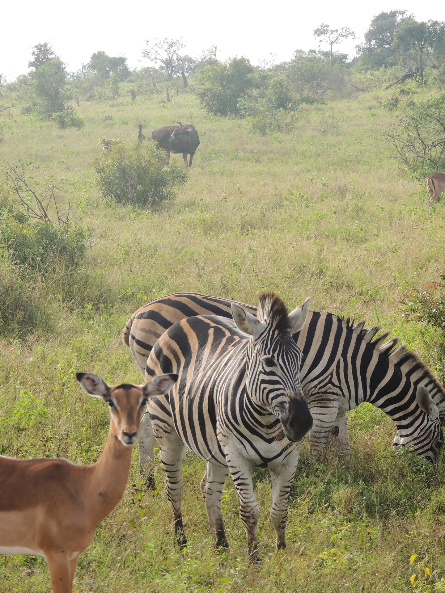 An impala in the foreground, two zebras behind it, and a wildebeest in the distant savanna.