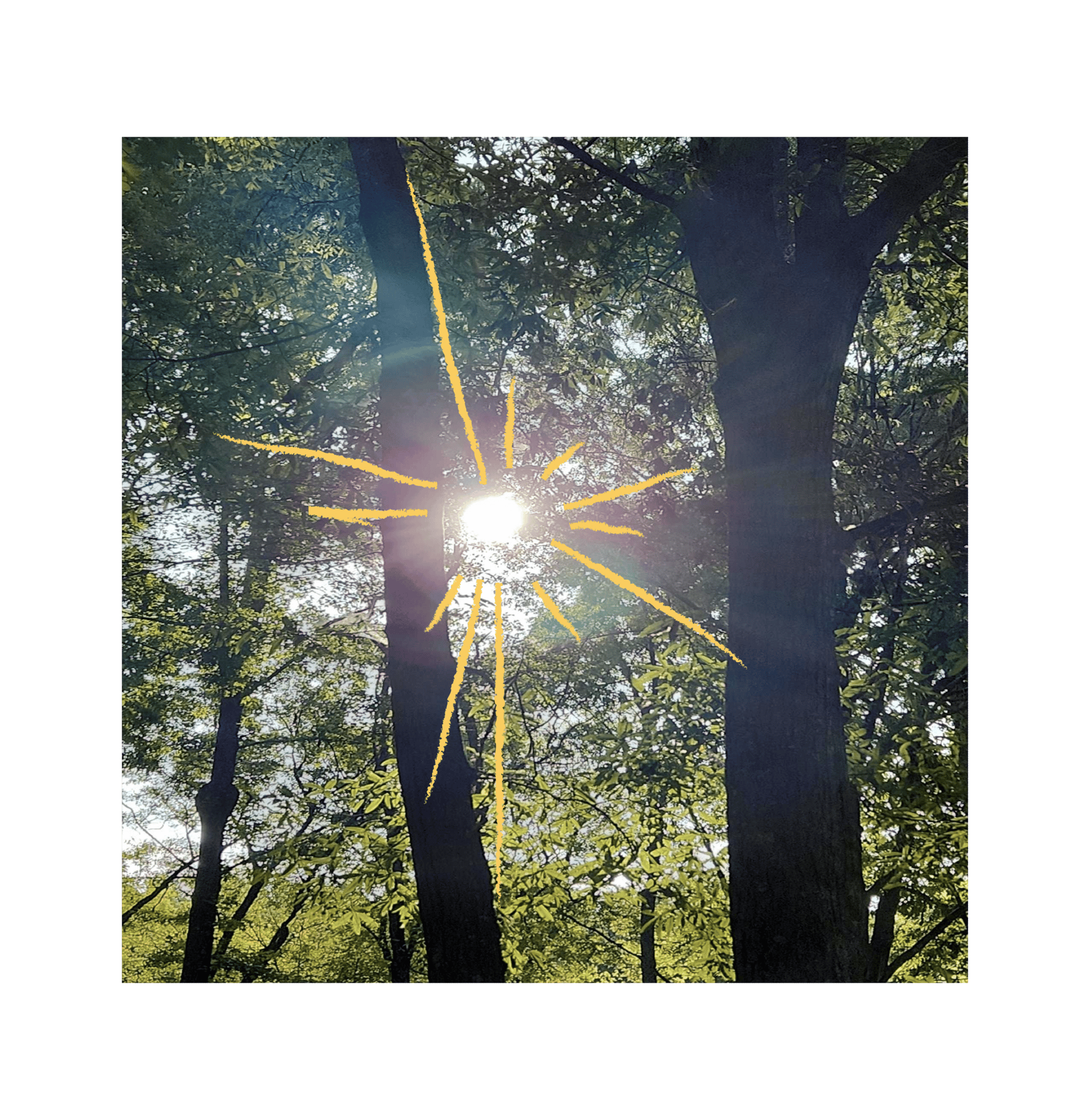 Astronomical object, Sun, Green, Nature, Leaf, Branch, Yellow, Sunlight, Trunk, Twig