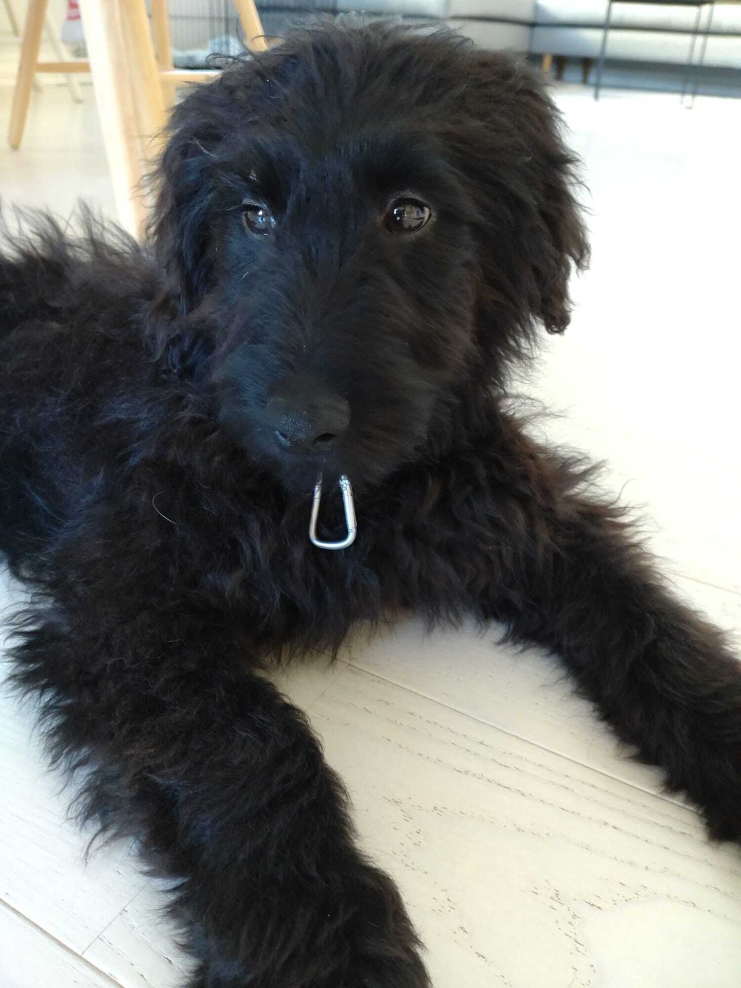 A fluffy black dog with a metal collar clip lies on a light-colored floor.