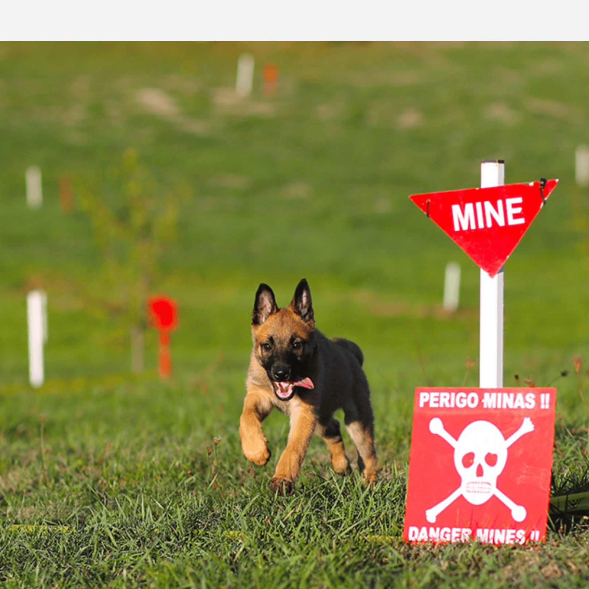 Puppy running on grassed minefield in work training