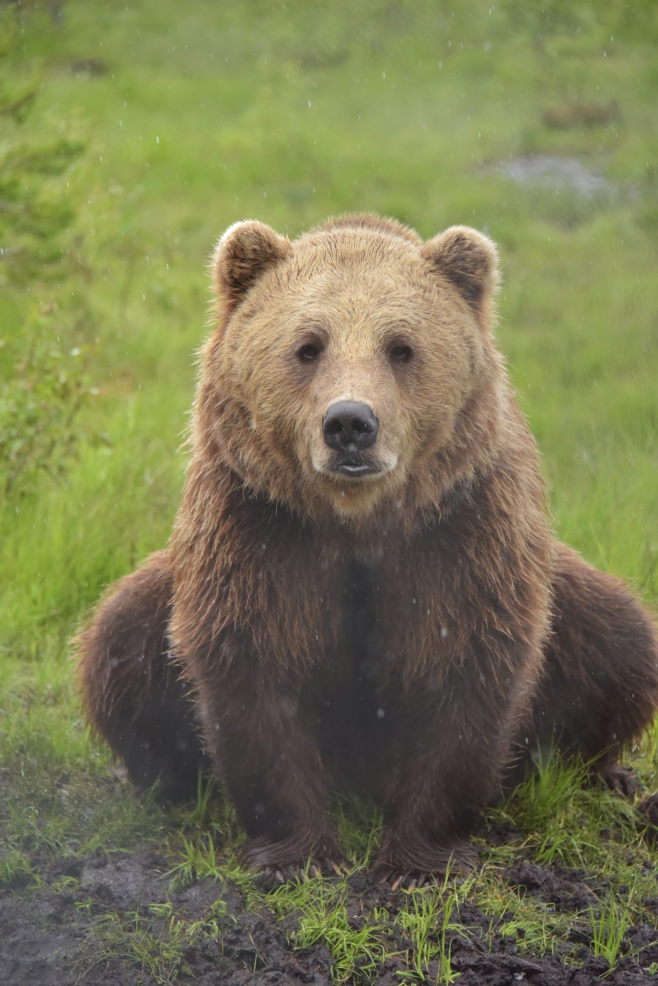 Kodiak bear, Terrestrial animal, Plant, Carnivore
