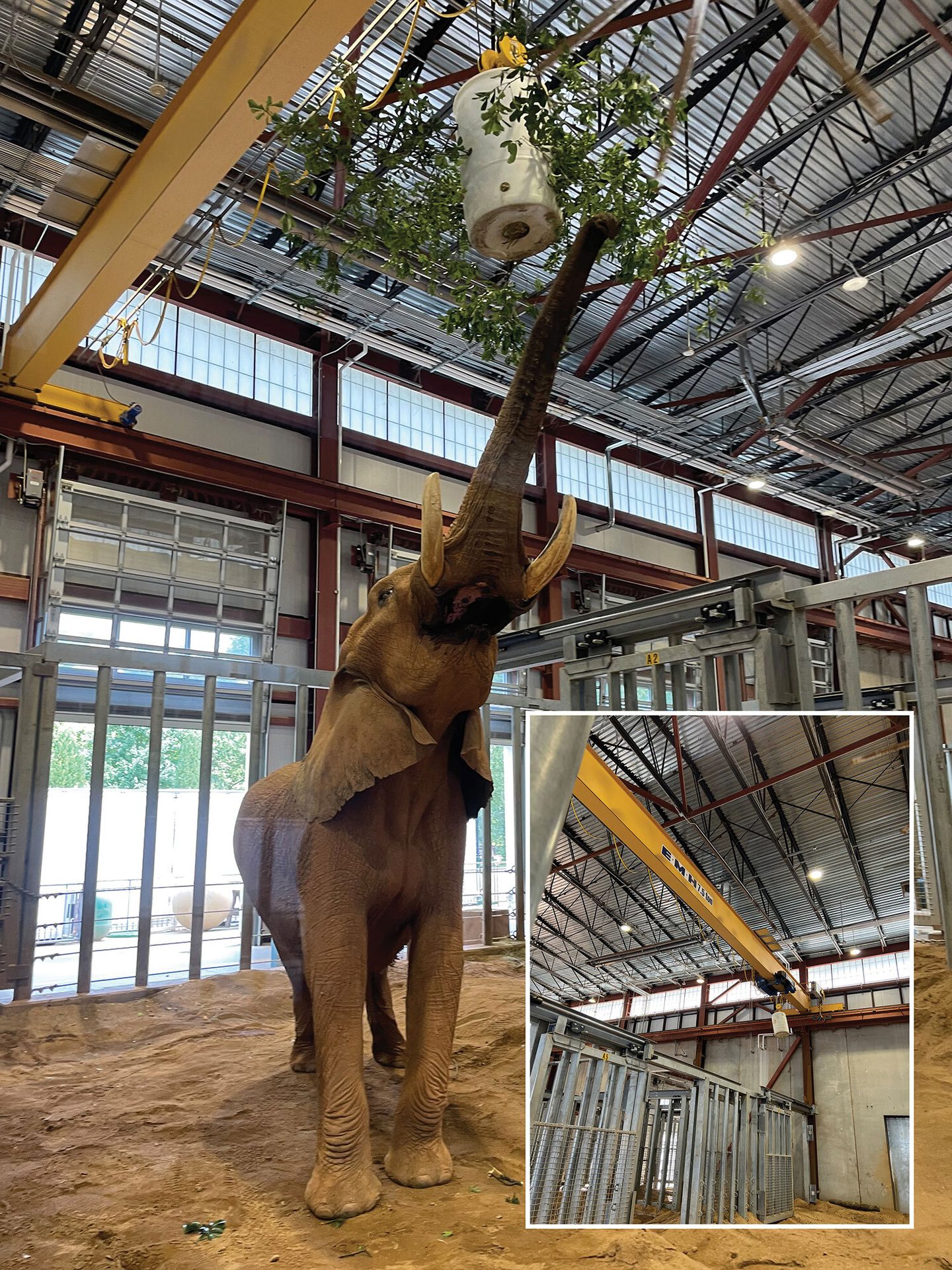 Working animal, Wood, Dinosaur, Mammal, Sculpture, Building, Fawn