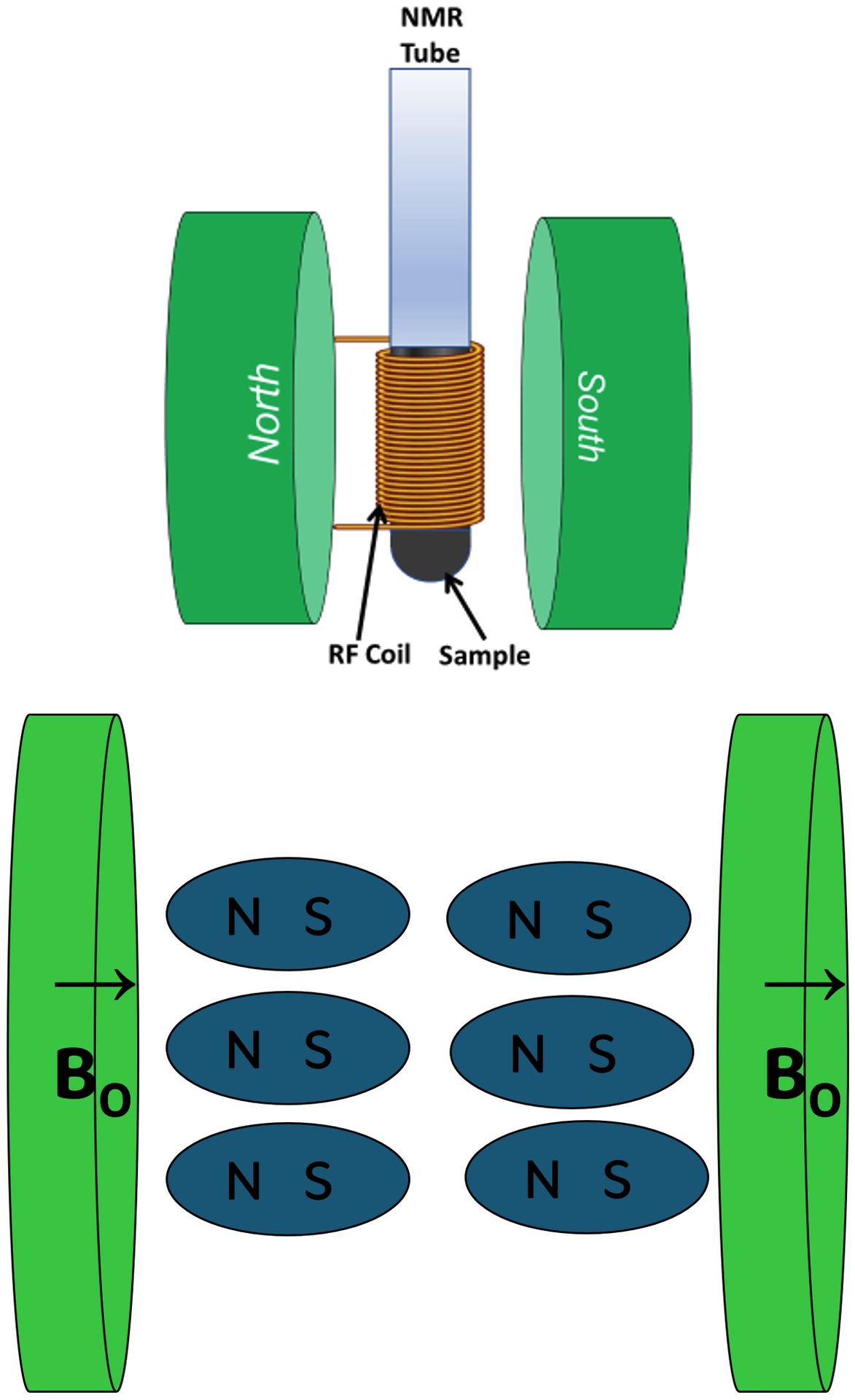 The green discs are permanent magnets with a field, B0. When a sample is inserted into the cassette the proton magnets align within a few seconds.