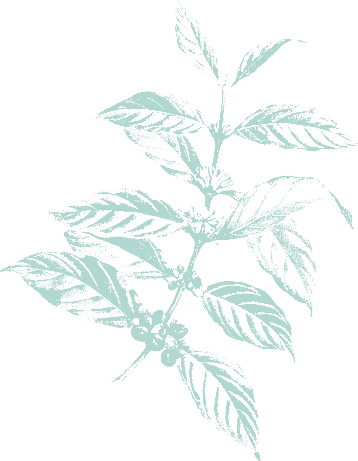Terrestrial plant