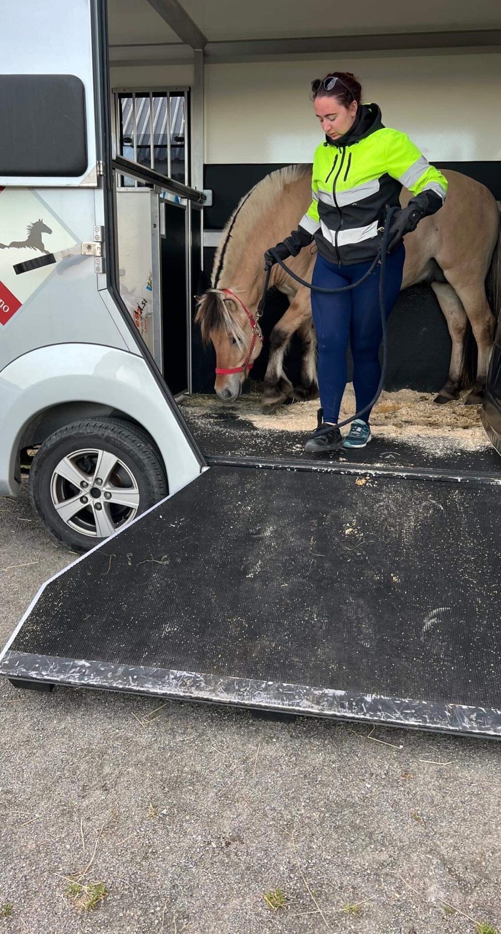 Woman leads a horse out of a trailer down a ramp.