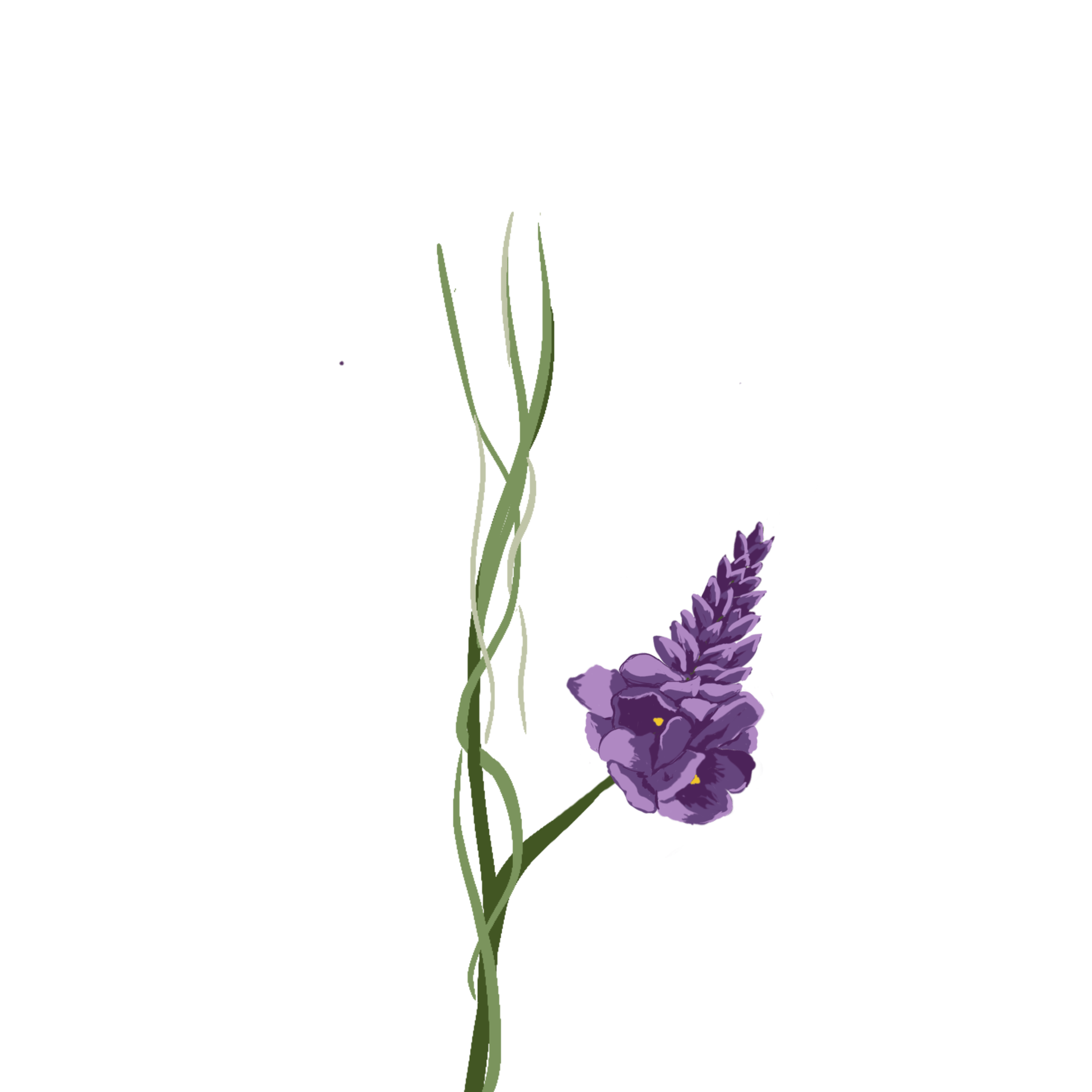 Terrestrial plant, Flower, Petal