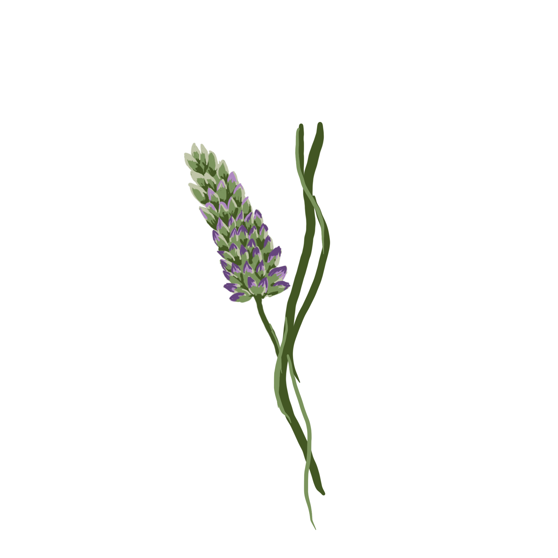 Terrestrial plant, Flower
