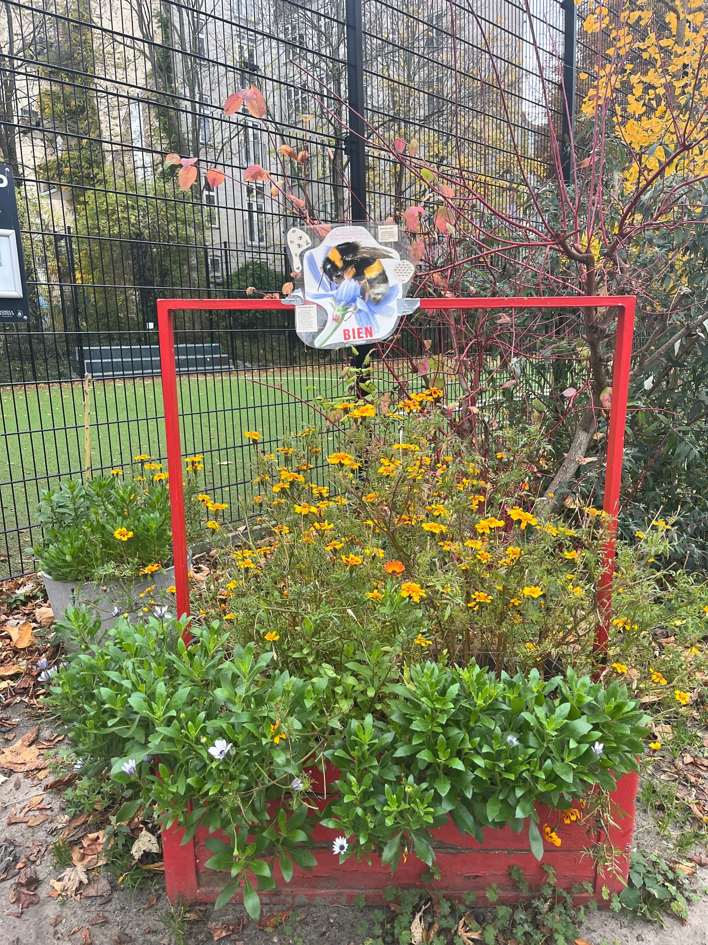 Plant, Flower, Fence, Yellow, Grass, Window, Tree, Shrub, Building