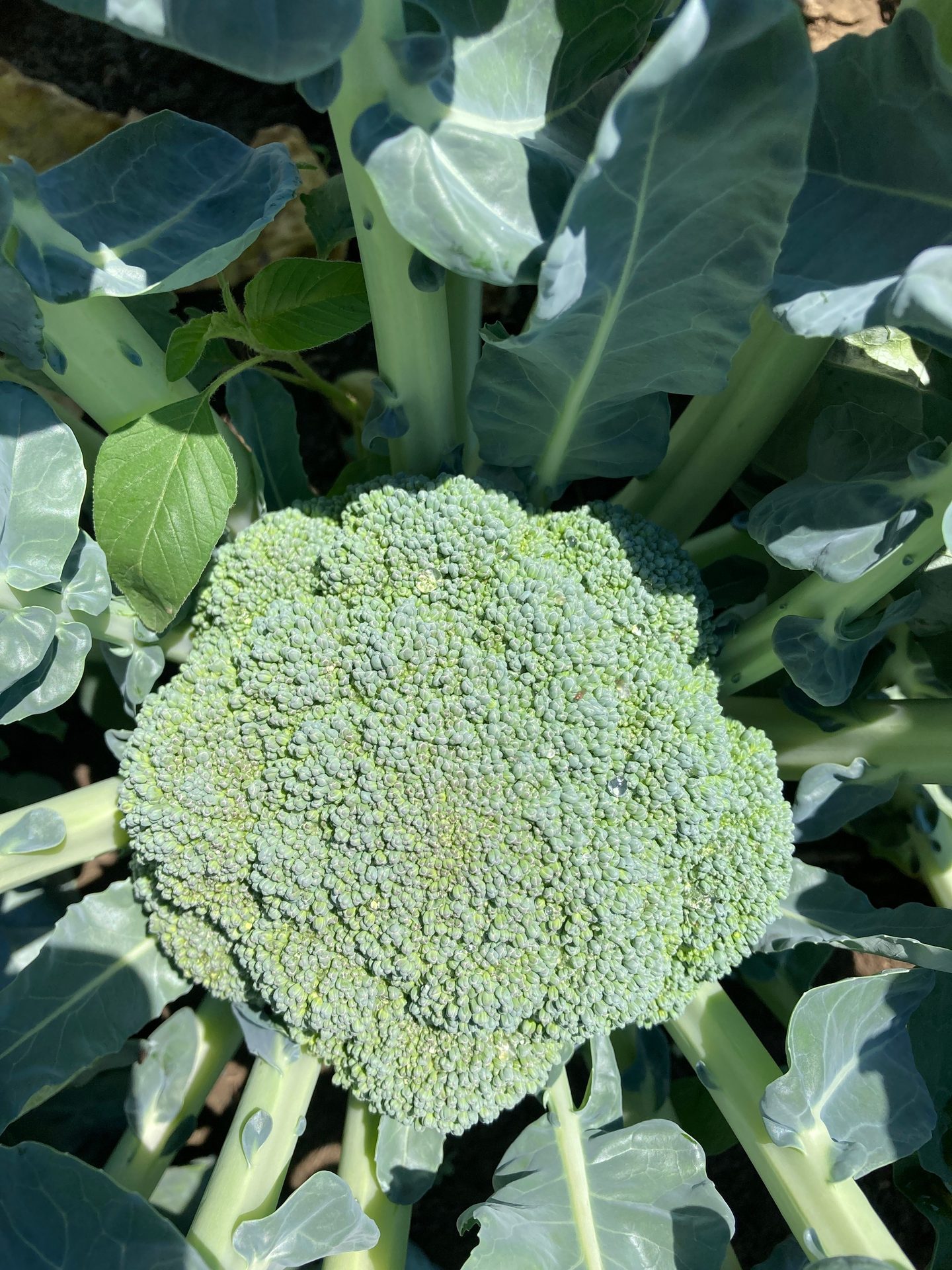 Plant de brocoli sain