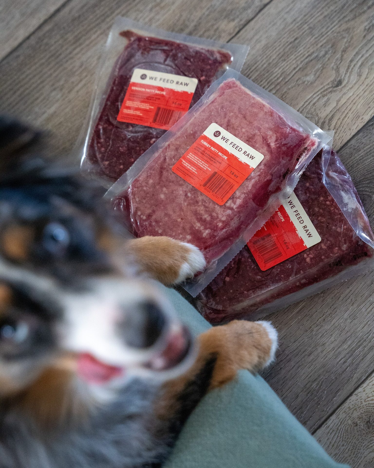 Dog breed, Cat, Carnivore