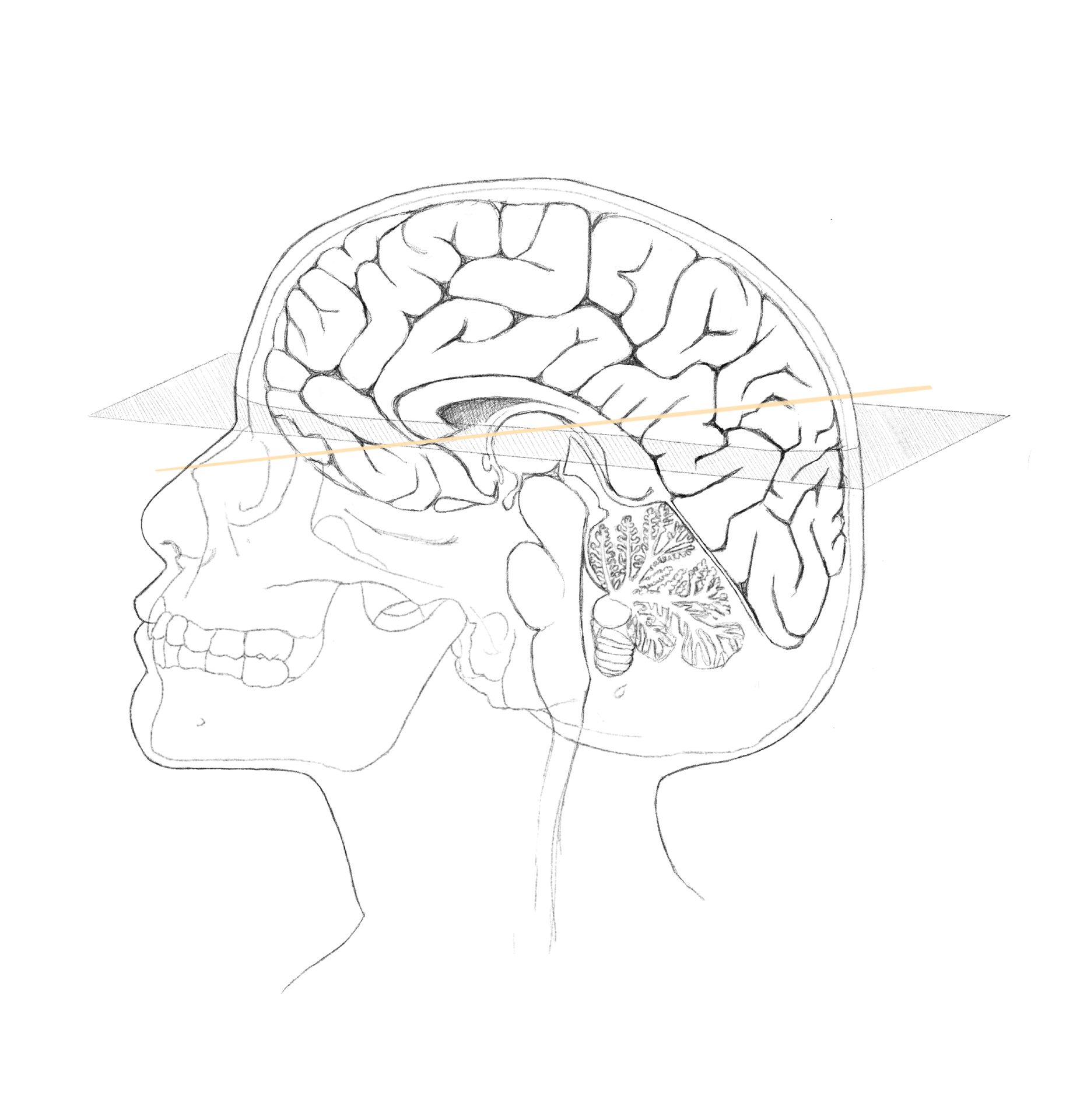 Human body, Head, Arm, Eye, Brain, Jaw, Neck, Ear, Gesture, Art