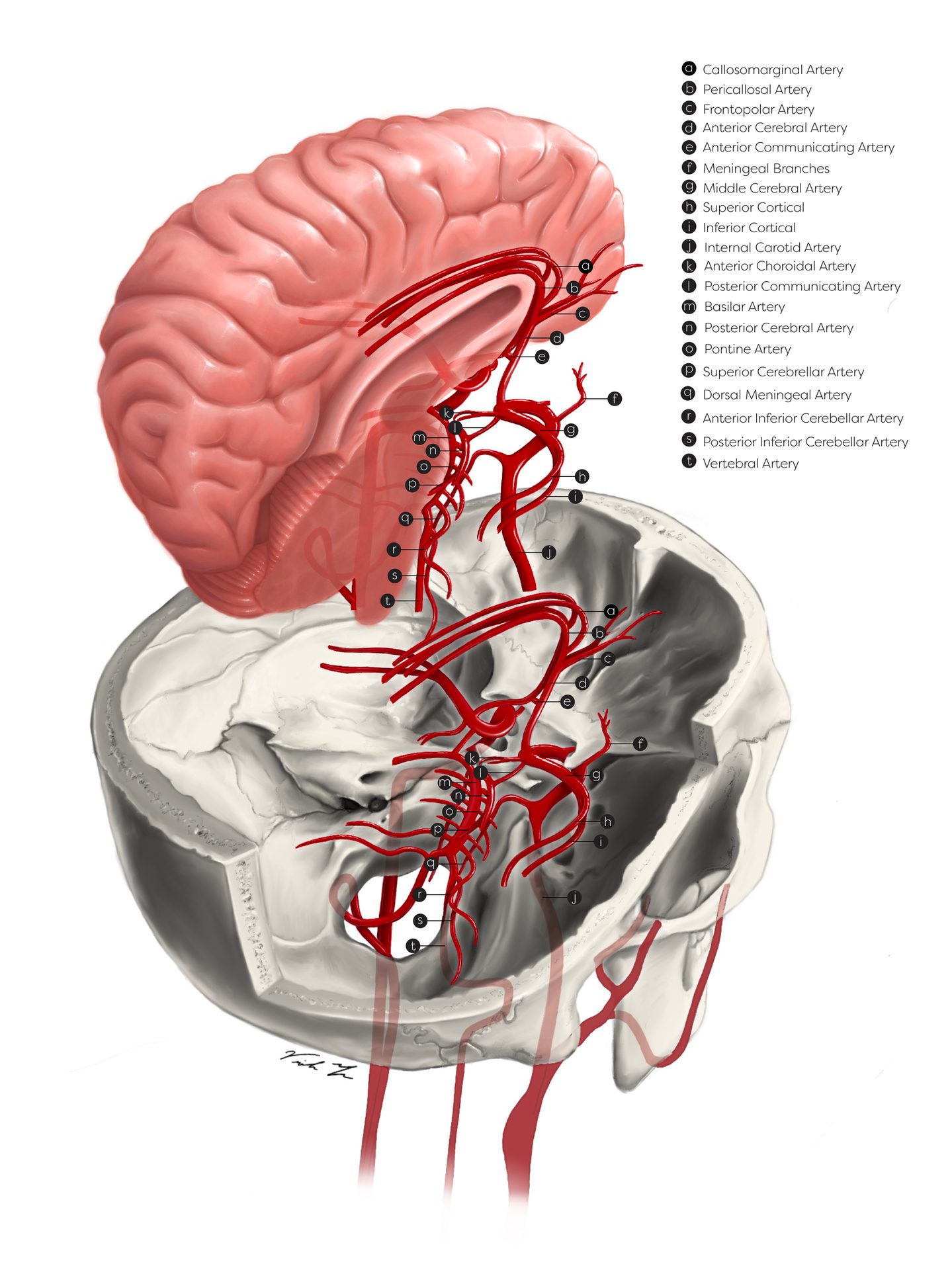 Human body, Head, Arm, Shoulder, Eye, Mouth, Brain, Leg, Neck, Jaw