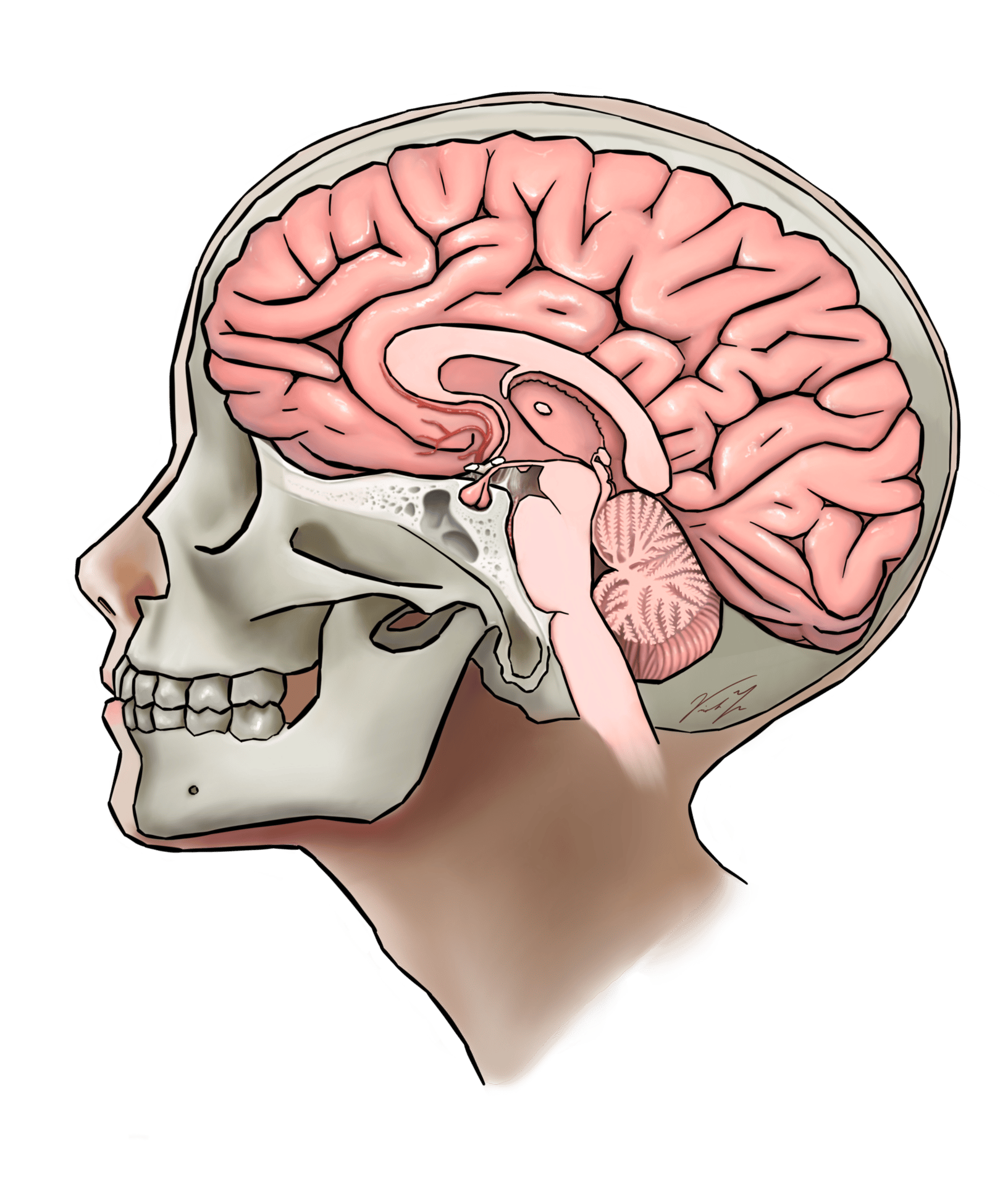 Human body, Forehead, Head, Chin, Mouth, Shoulder, Brain, Organ, Neck, Jaw
