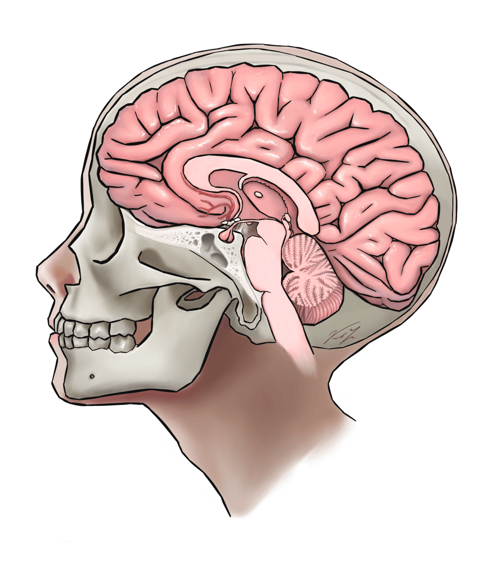 Human body, Forehead, Head, Chin, Mouth, Shoulder, Brain, Organ, Neck, Jaw