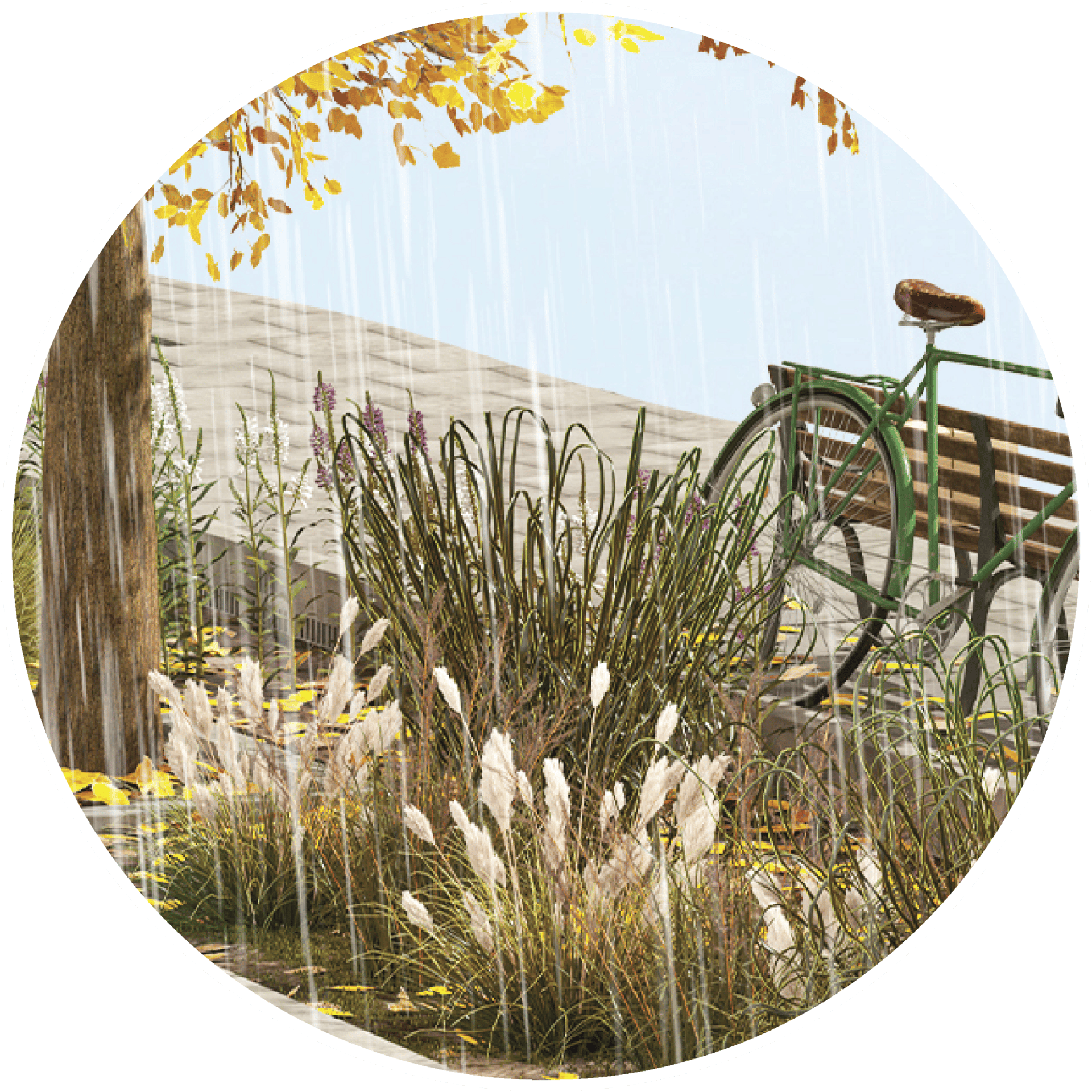 Terrestrial plant, Grass