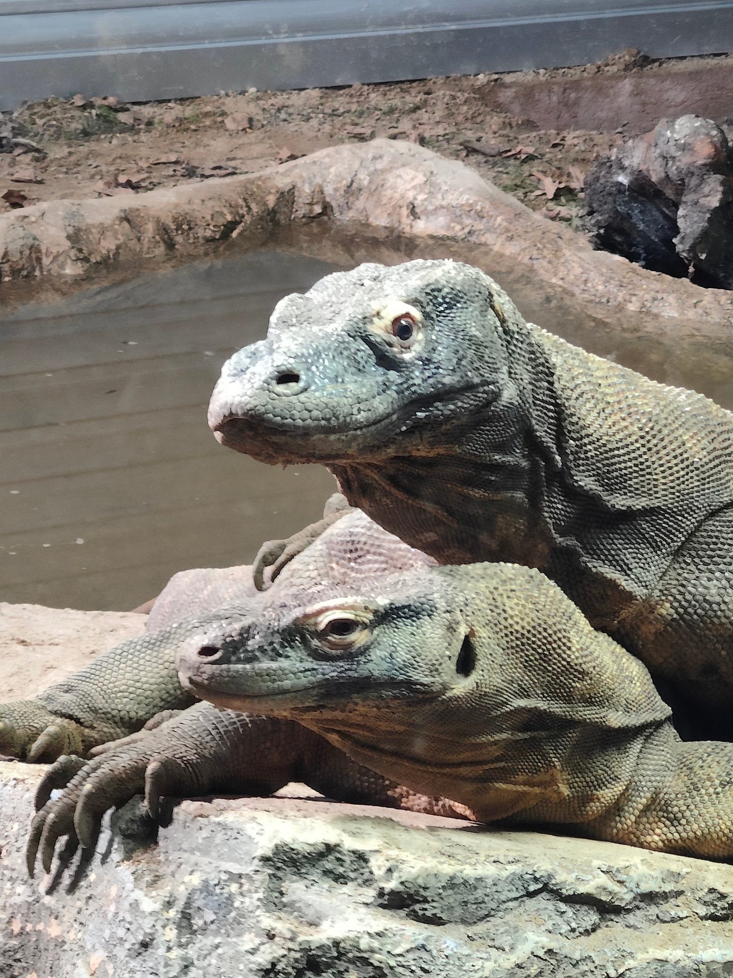 Two large Komodo dragons, one partially overlapping the other, rest on rocks in an enclosure.