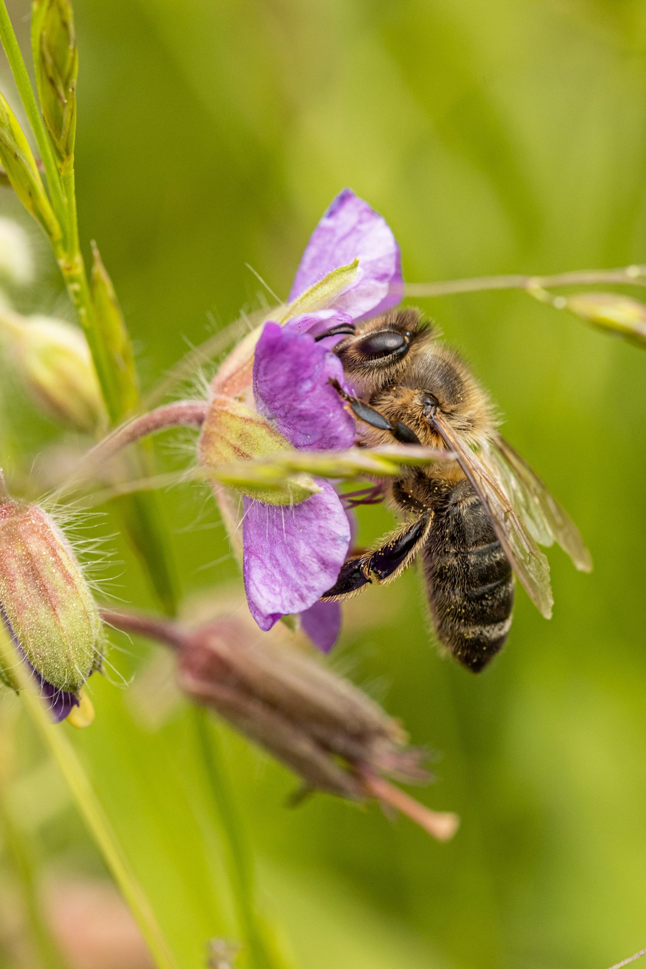 A fuzzy honey bee collects nectar from a vibrant purple wildflower, with pollen visible on its legs.