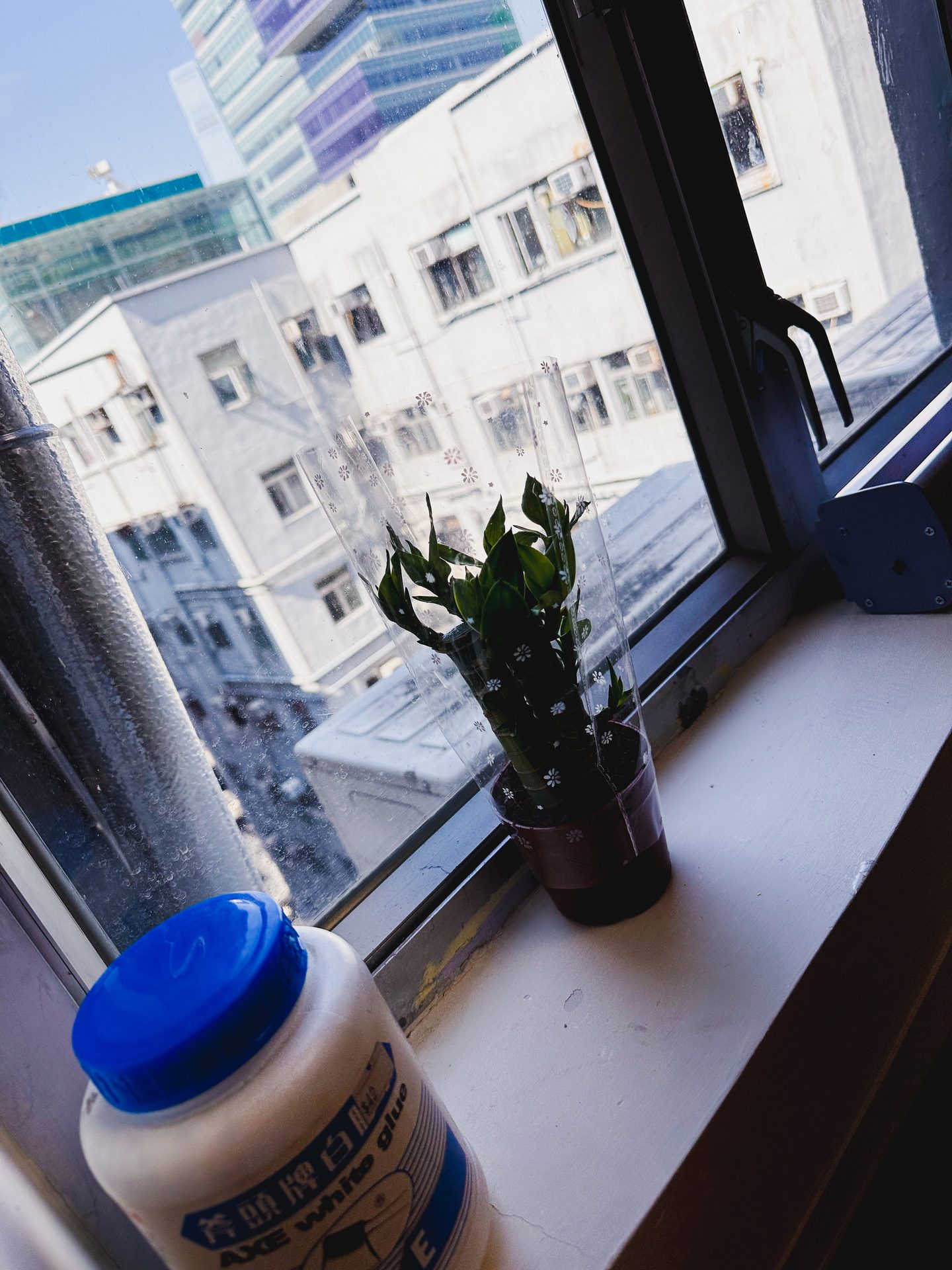 Plant, Property, Window, Flowerpot, Houseplant, Blue, Azure, Table, Building, Lighting