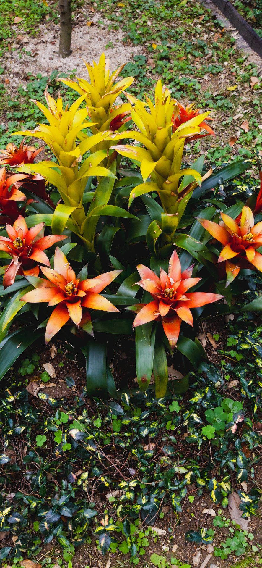 Plant community, Flower, Petal