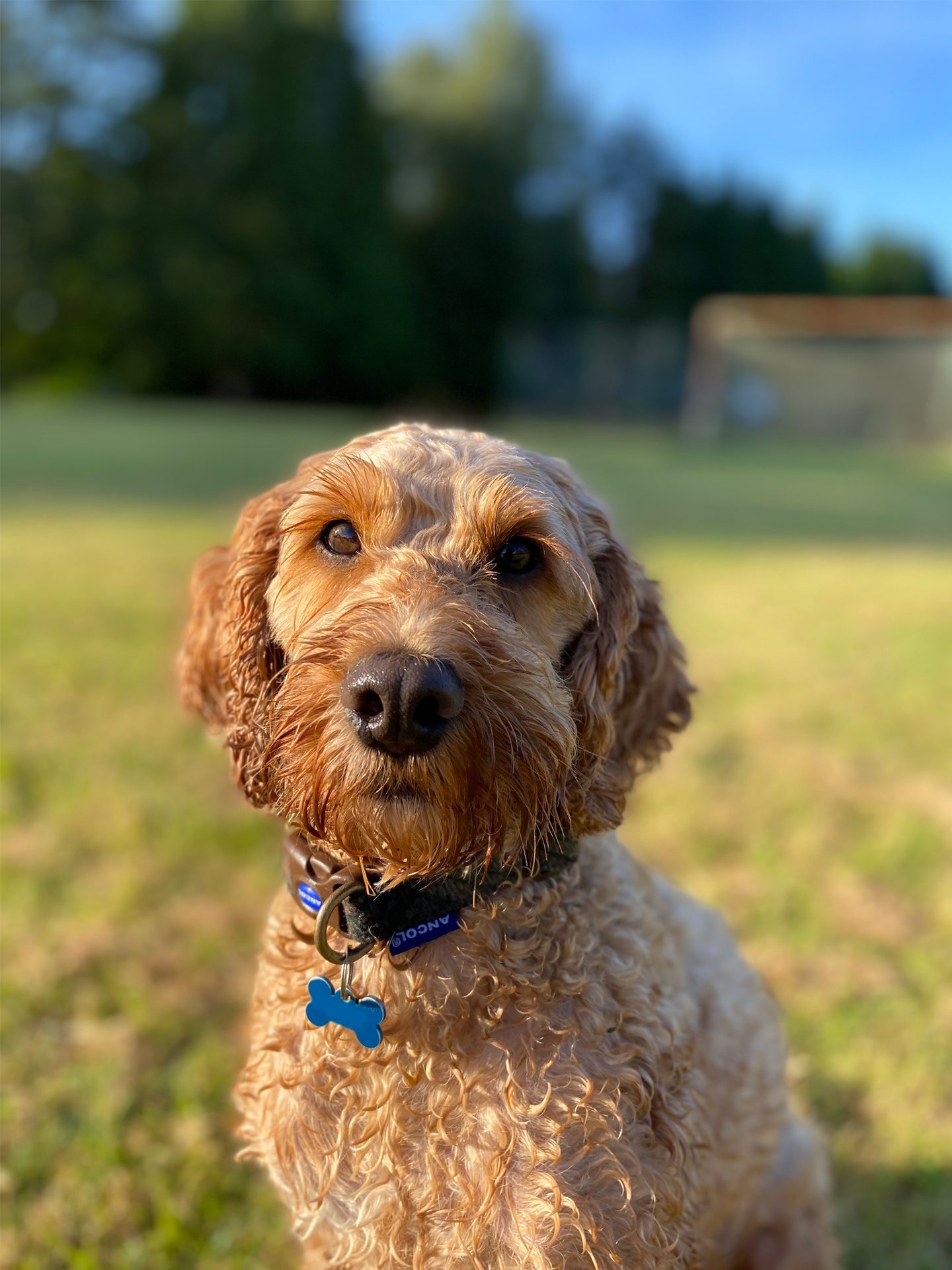 A light brown, curly-haired dog with a blue bone tag looks at the camera in a sunny field.