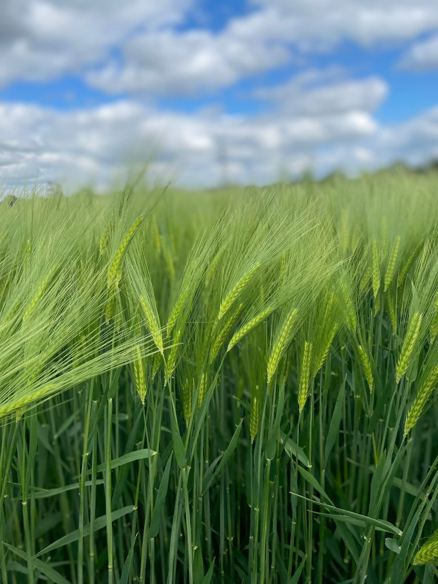 Natural landscape, Terrestrial plant, Cloud, Sky, Grass, Agriculture