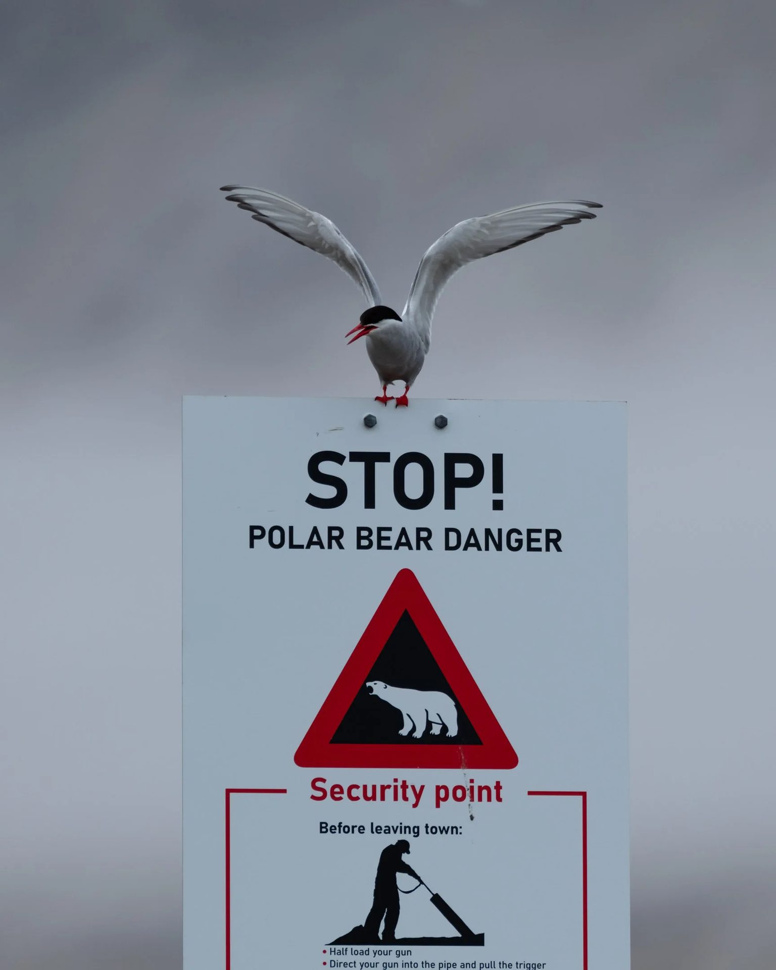 A tern perches atop a 'Polar Bear Danger' sign, wings spread, under an overcast sky.