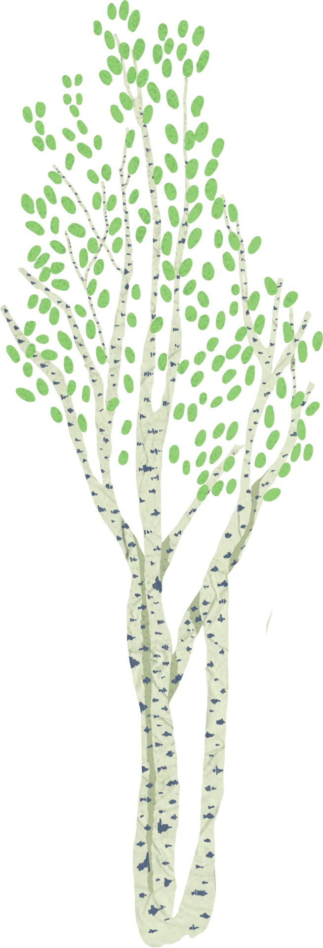An illustration of a birch tree with white bark and light green leaves on a dark green background.