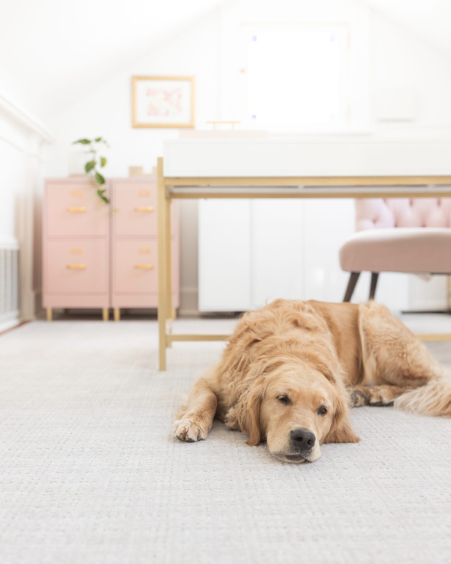 Dog breed, Carnivore, Floor, Flooring, Wood, Fawn