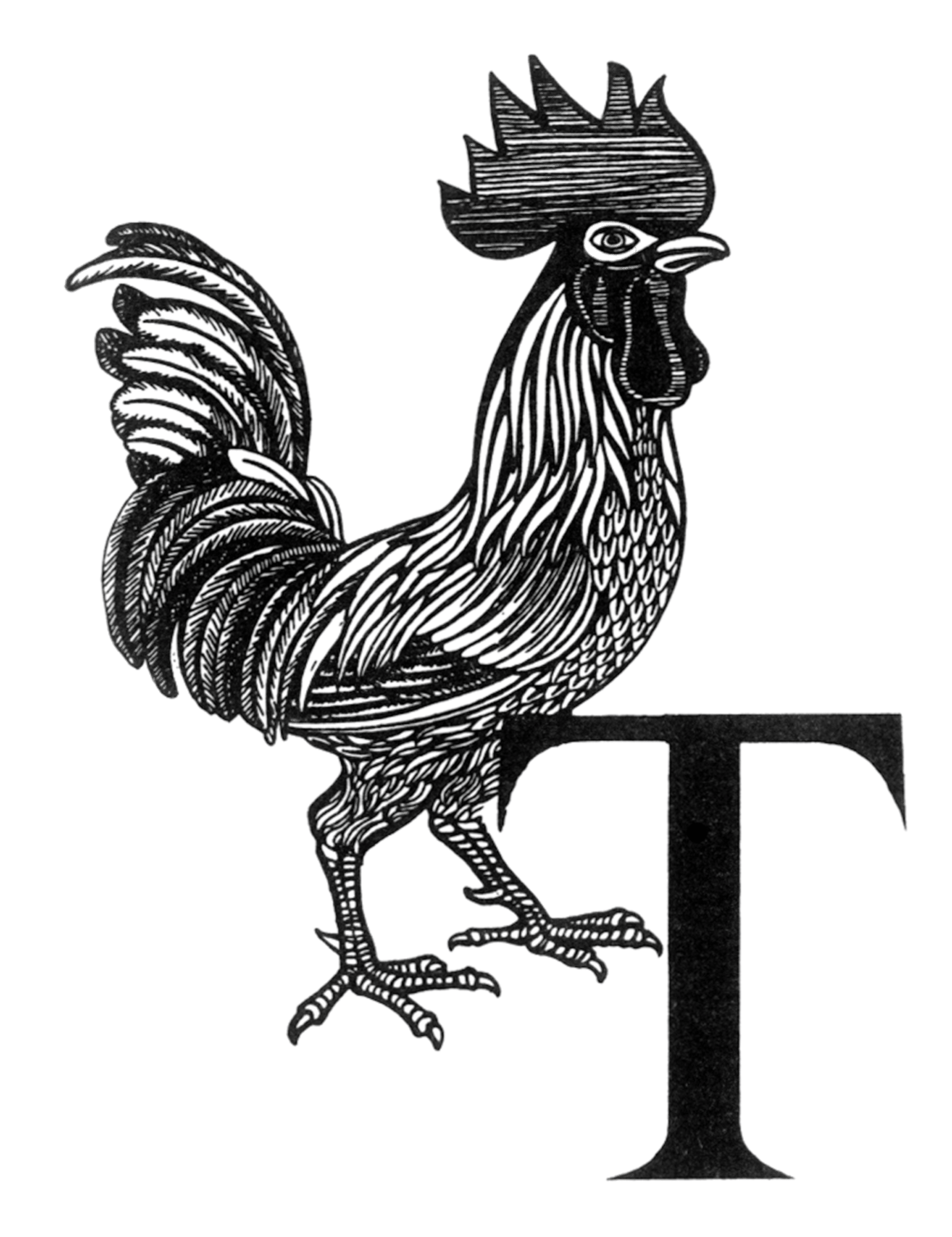 Bird, Phasianidae, Chicken, Comb, Beak, Galliformes, Art, Plant, Rooster