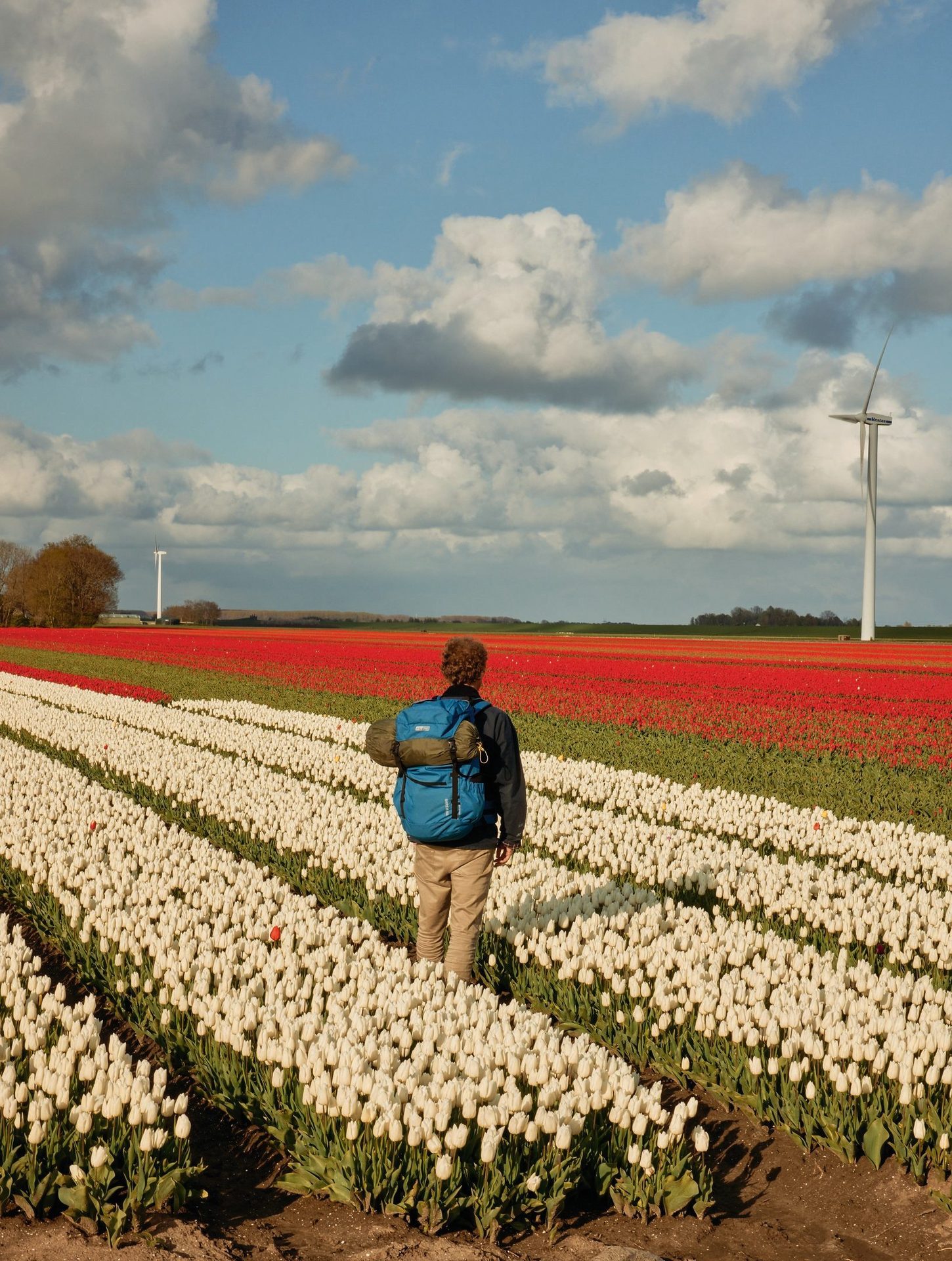 People in nature, Natural environment, Cloud, Flower, Sky, Plant, Windmill, Ecoregion, Grass