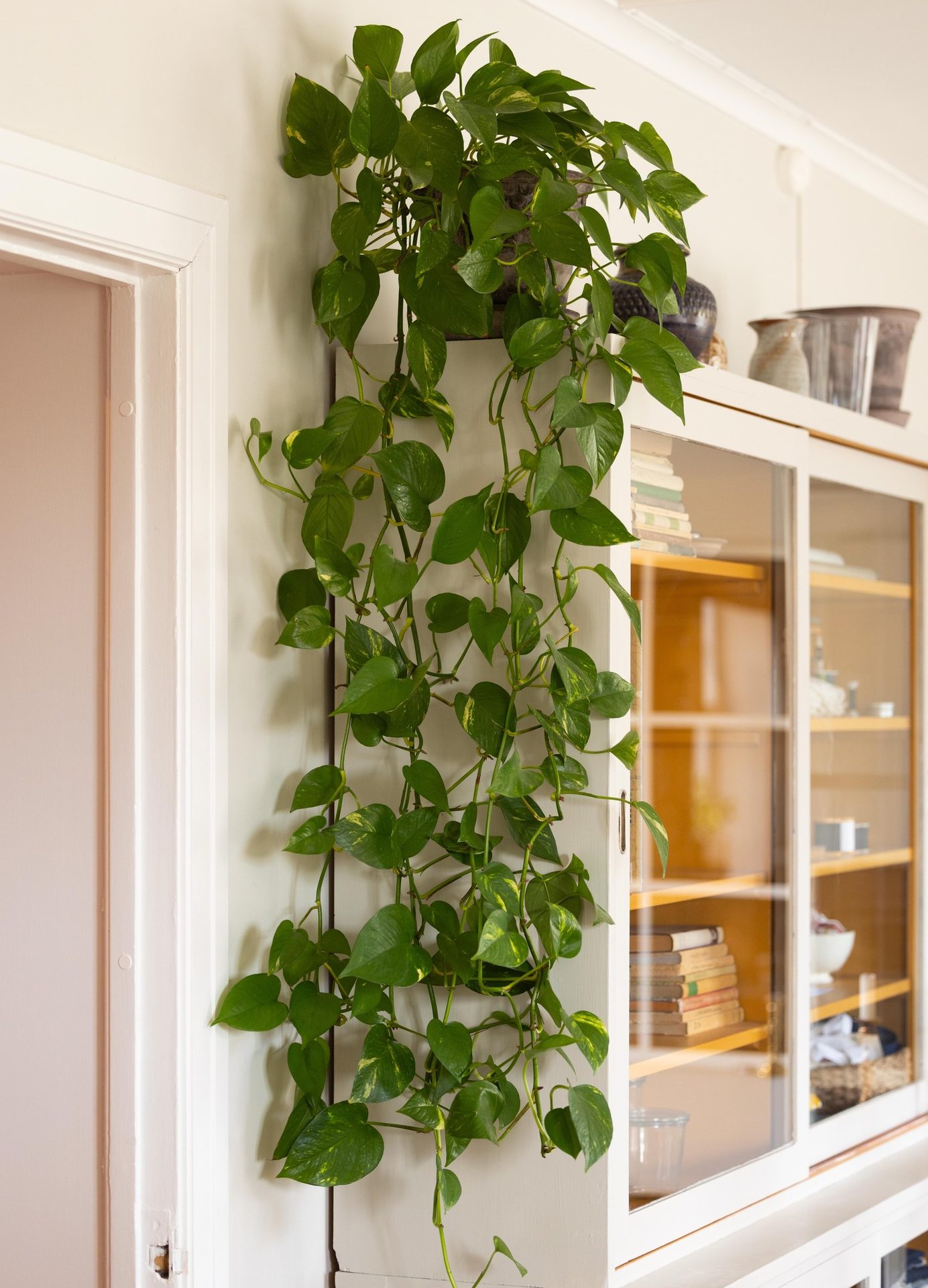 Plant, Houseplant