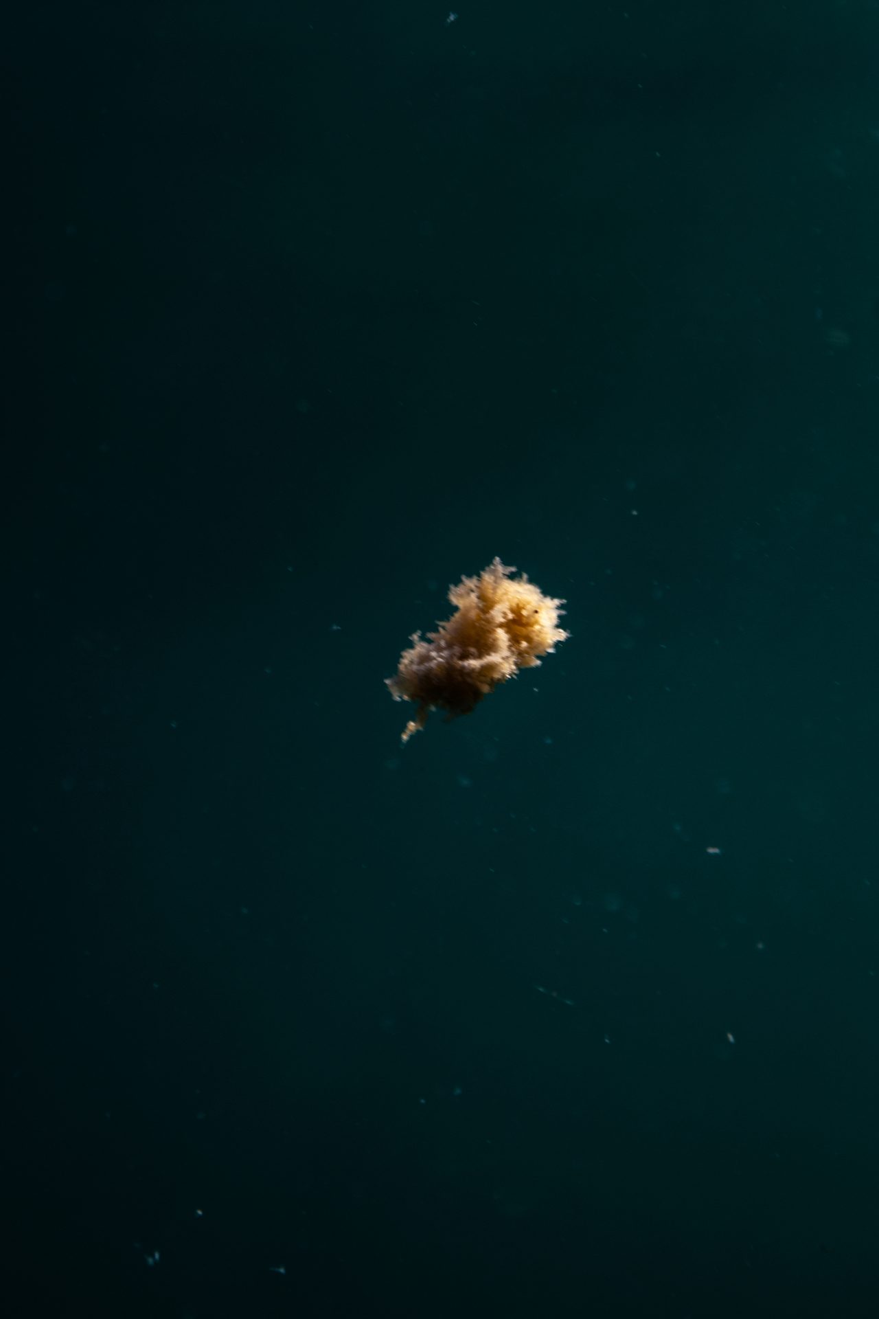 Water, Insect, Underwater