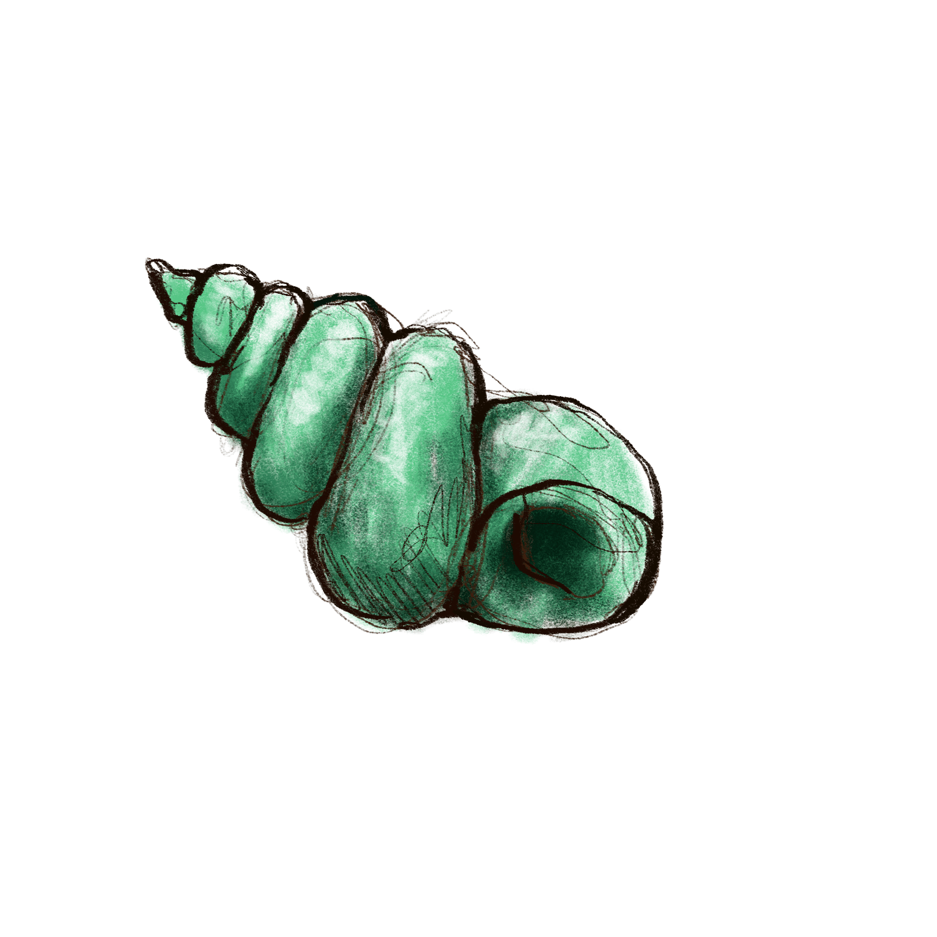 A green spiral shell illustration on a dark green background.