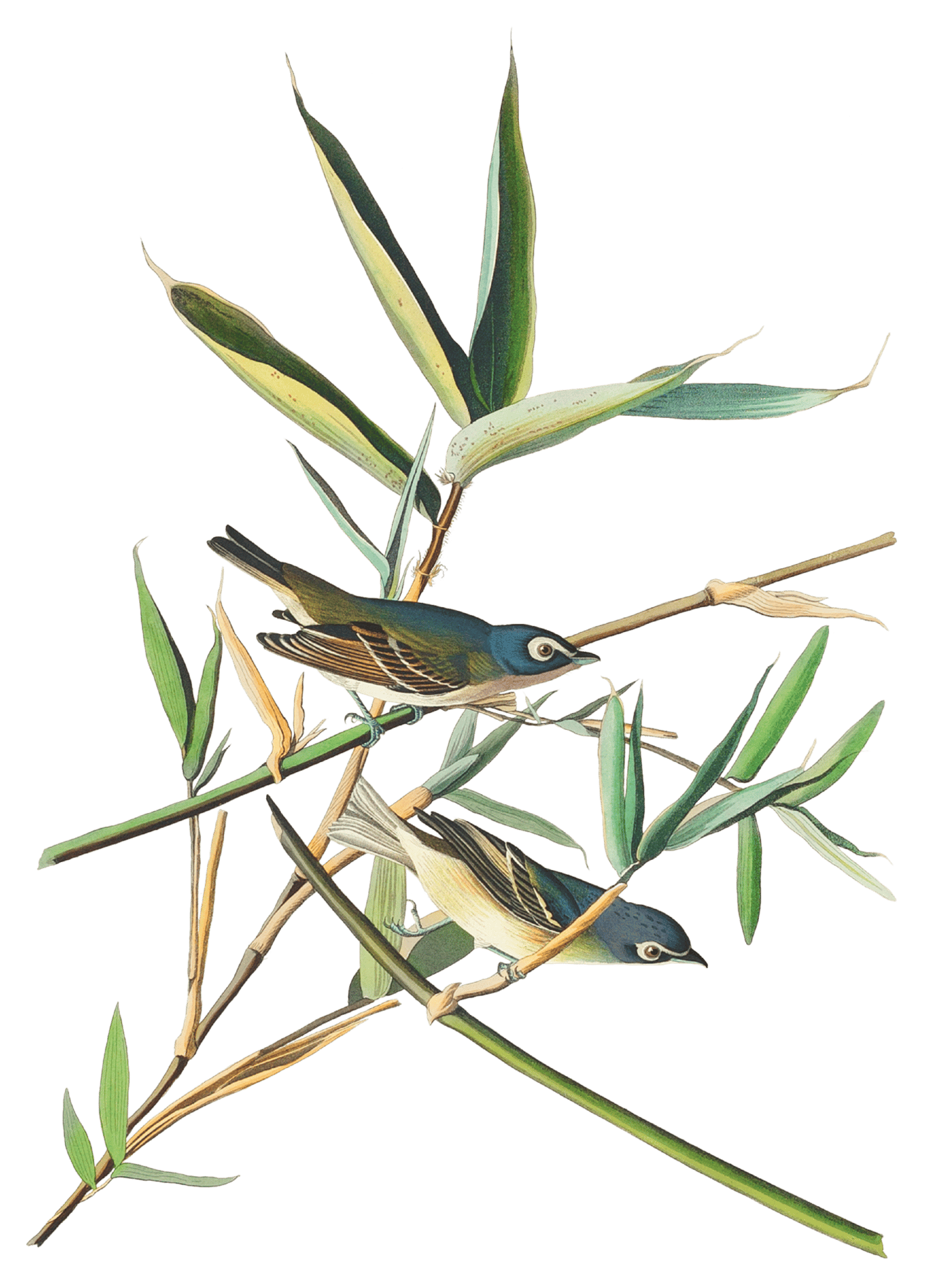 Terrestrial plant, Twig