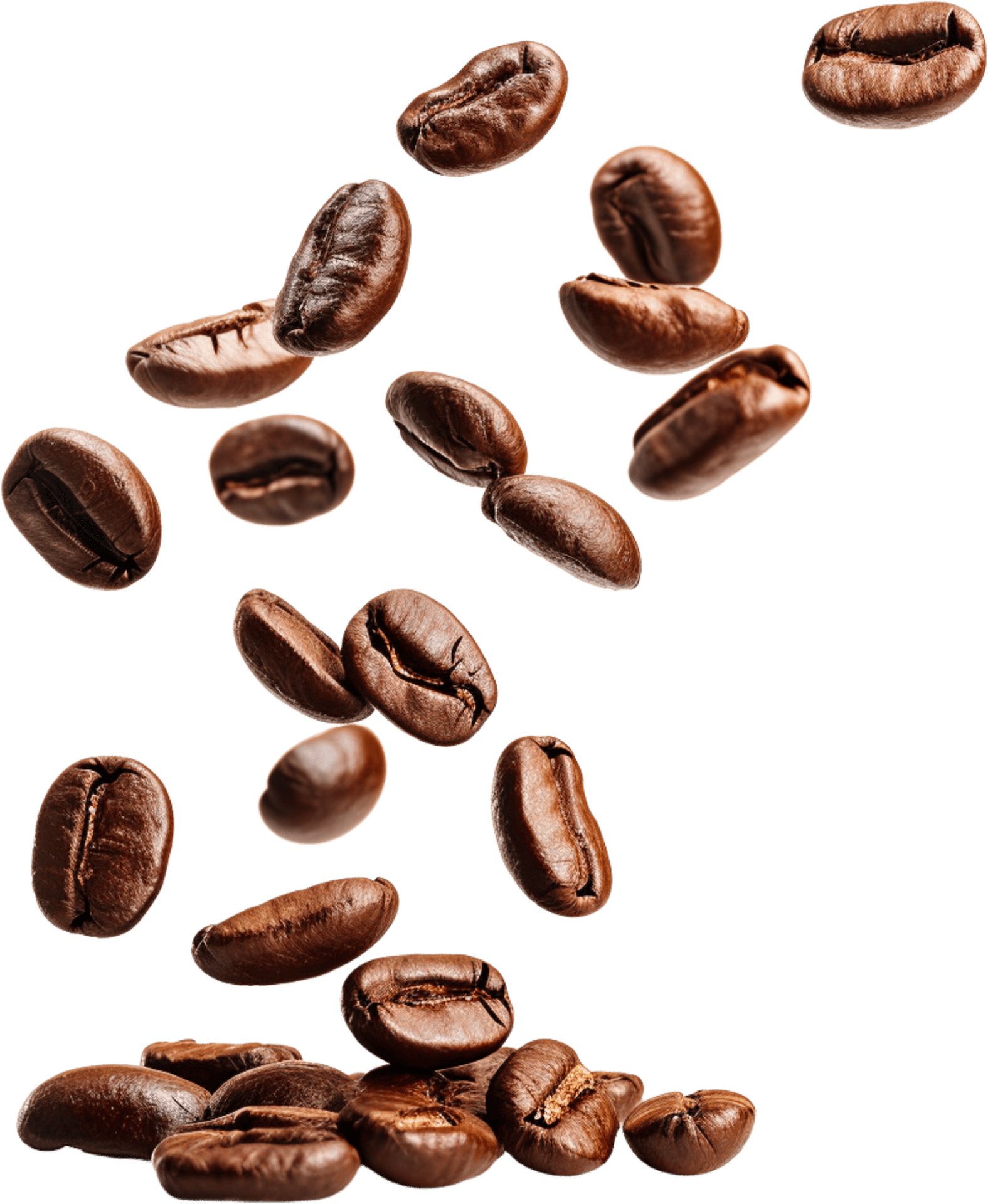 Single-origin coffee, Brown, Plant