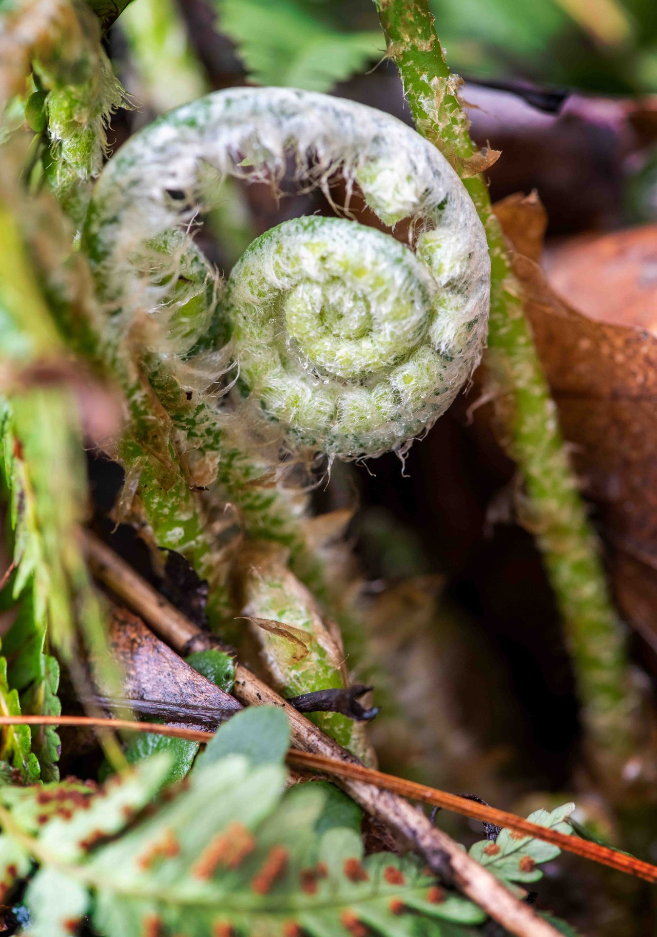 Fiddlehead fern, Green, Spiral, Close-up, Pteridophytes