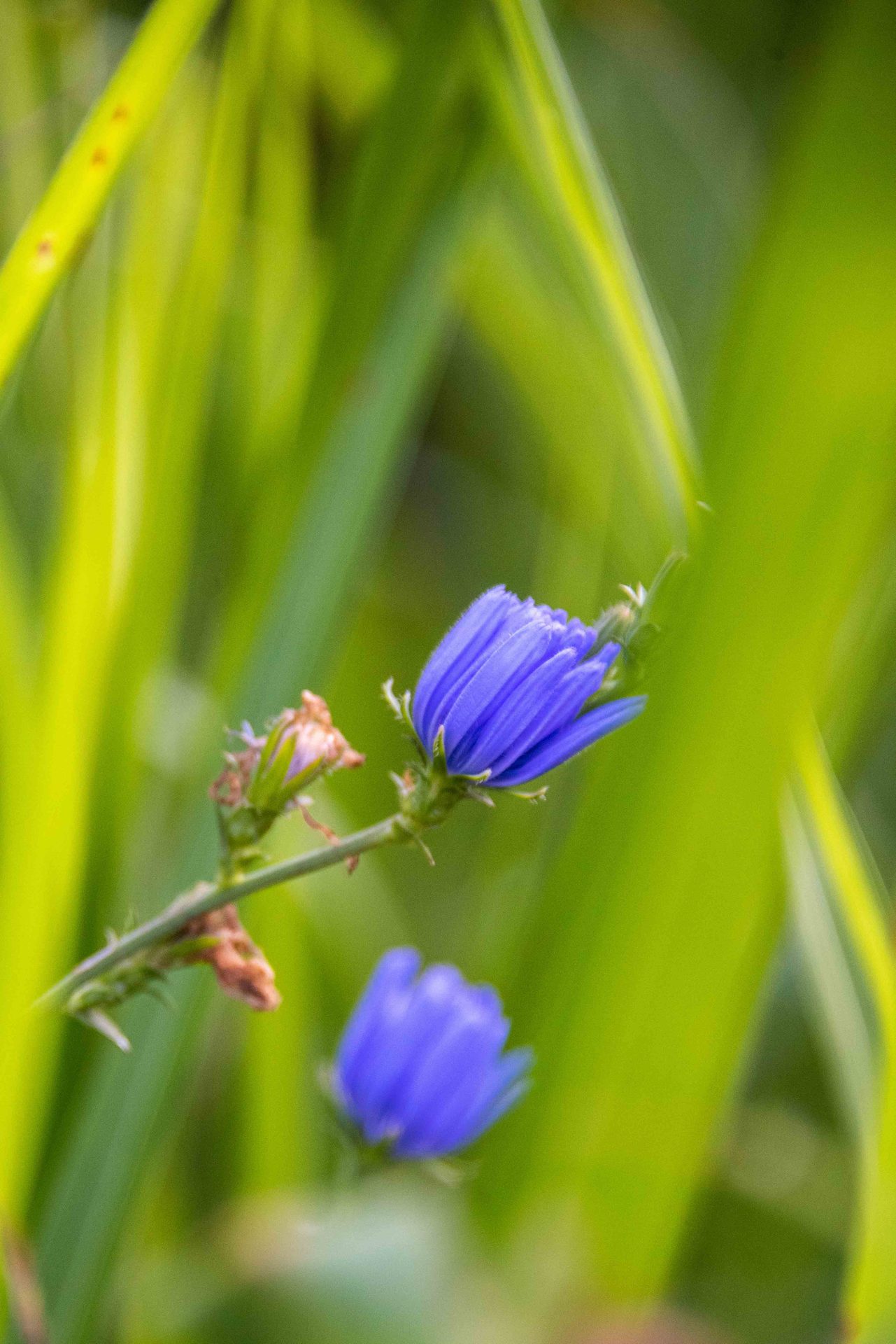 Flower, Blue, Green, Petal, Plants, Close-up, Purple