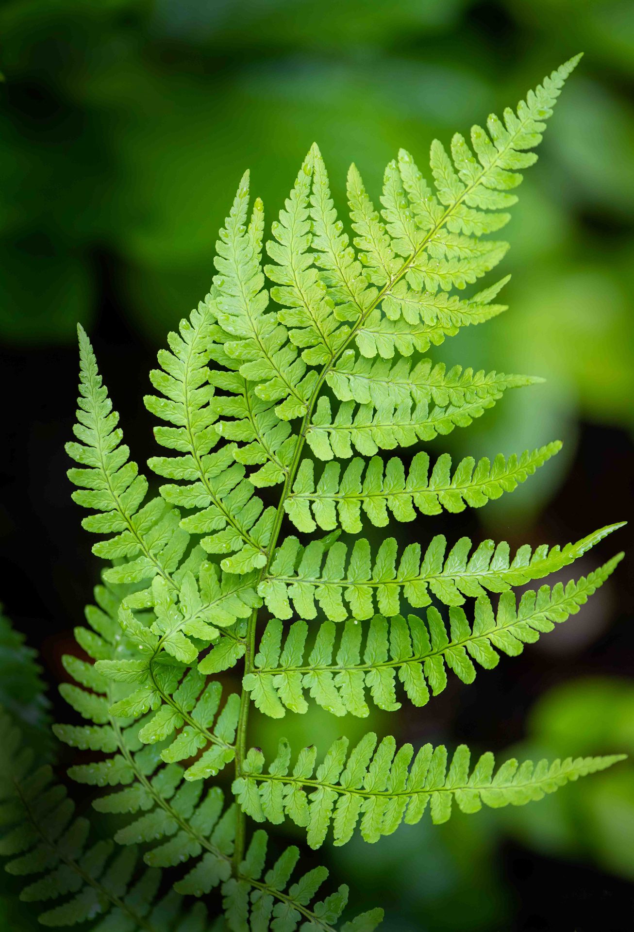 Green, Leaf, Pteridophytes, Close-up