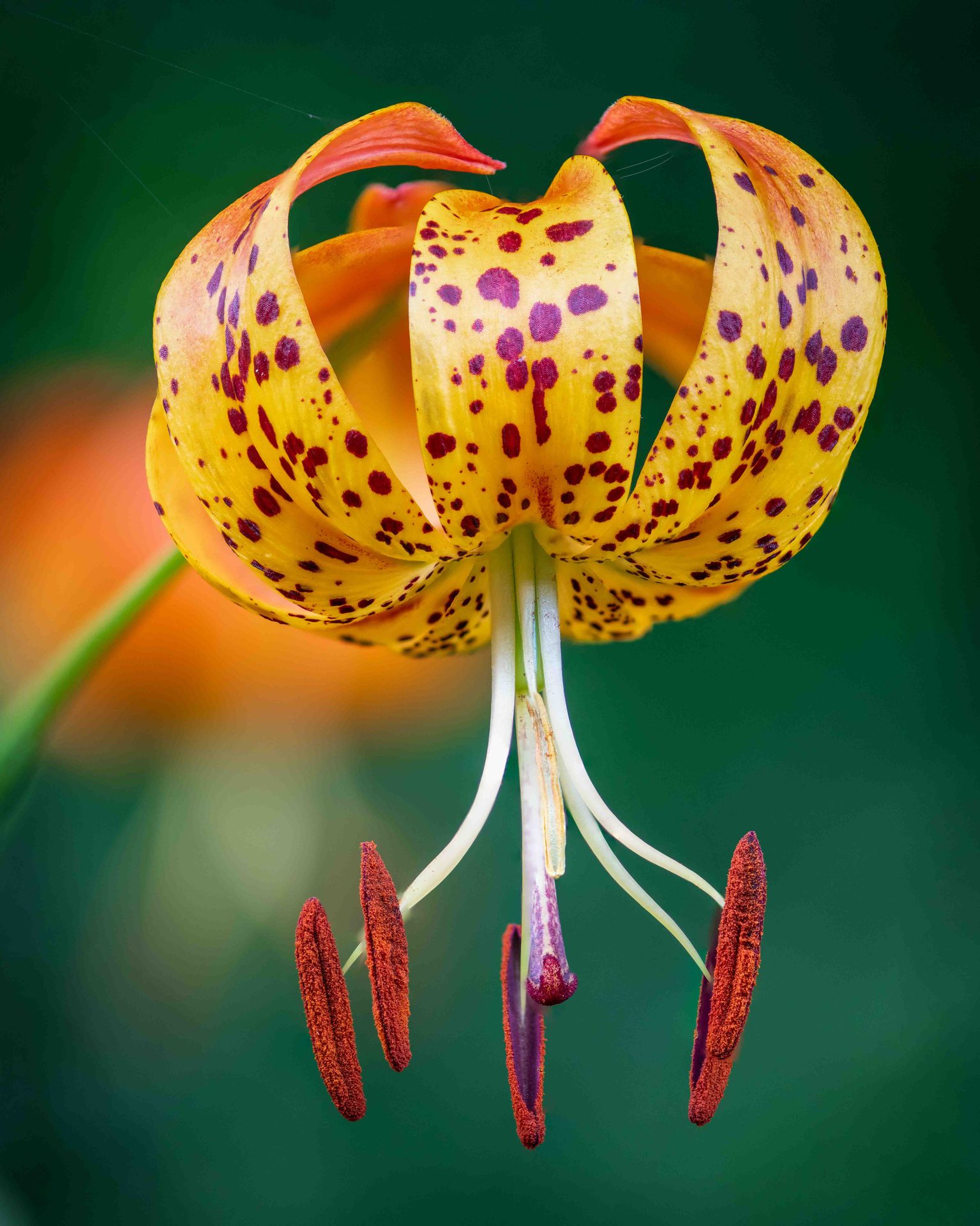 Canada lily, Macro photography, Flowering plant, Flower, Yellow, Petal, Close-up, Purple