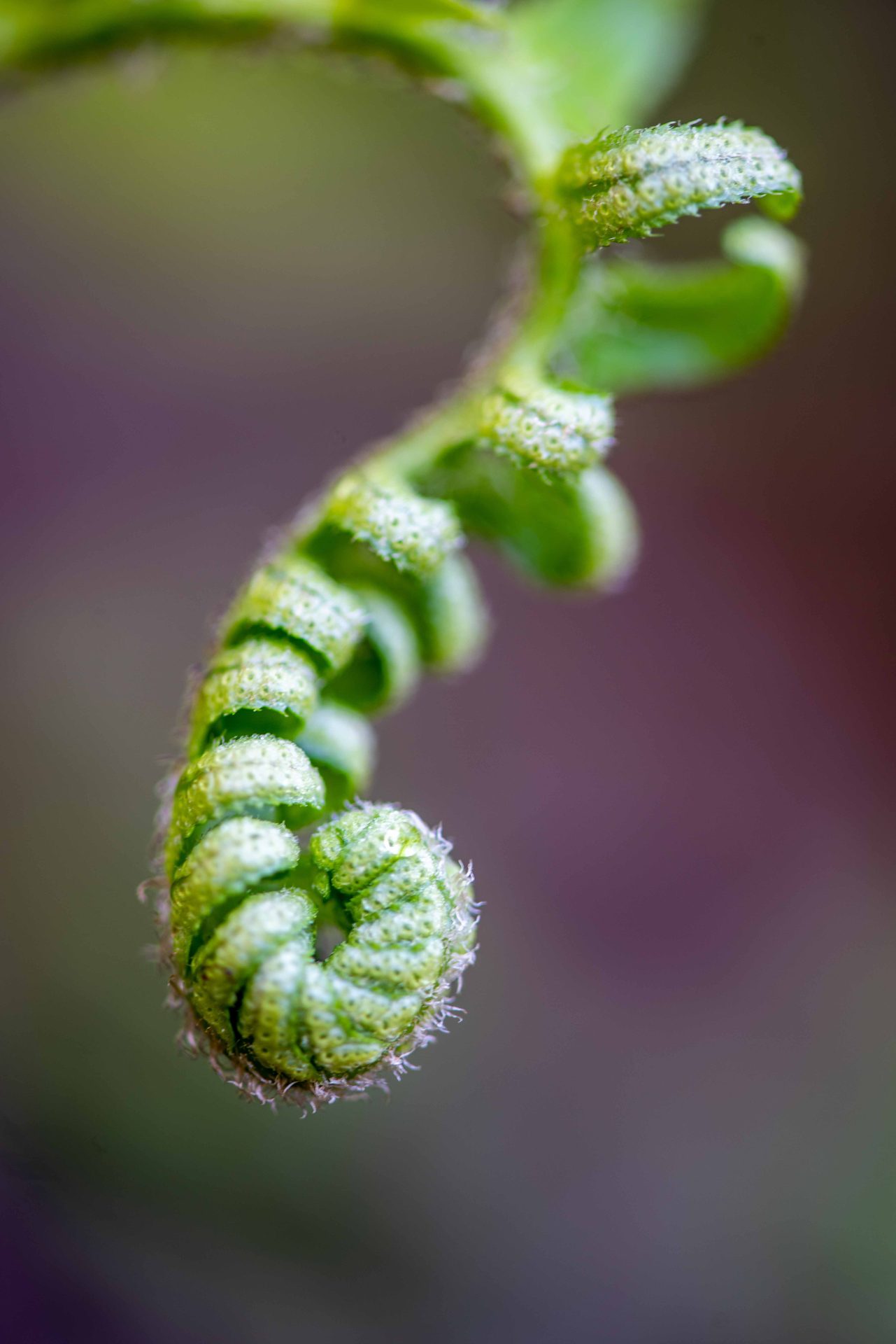Fiddlehead fern, Macro photography, Green, Close-up