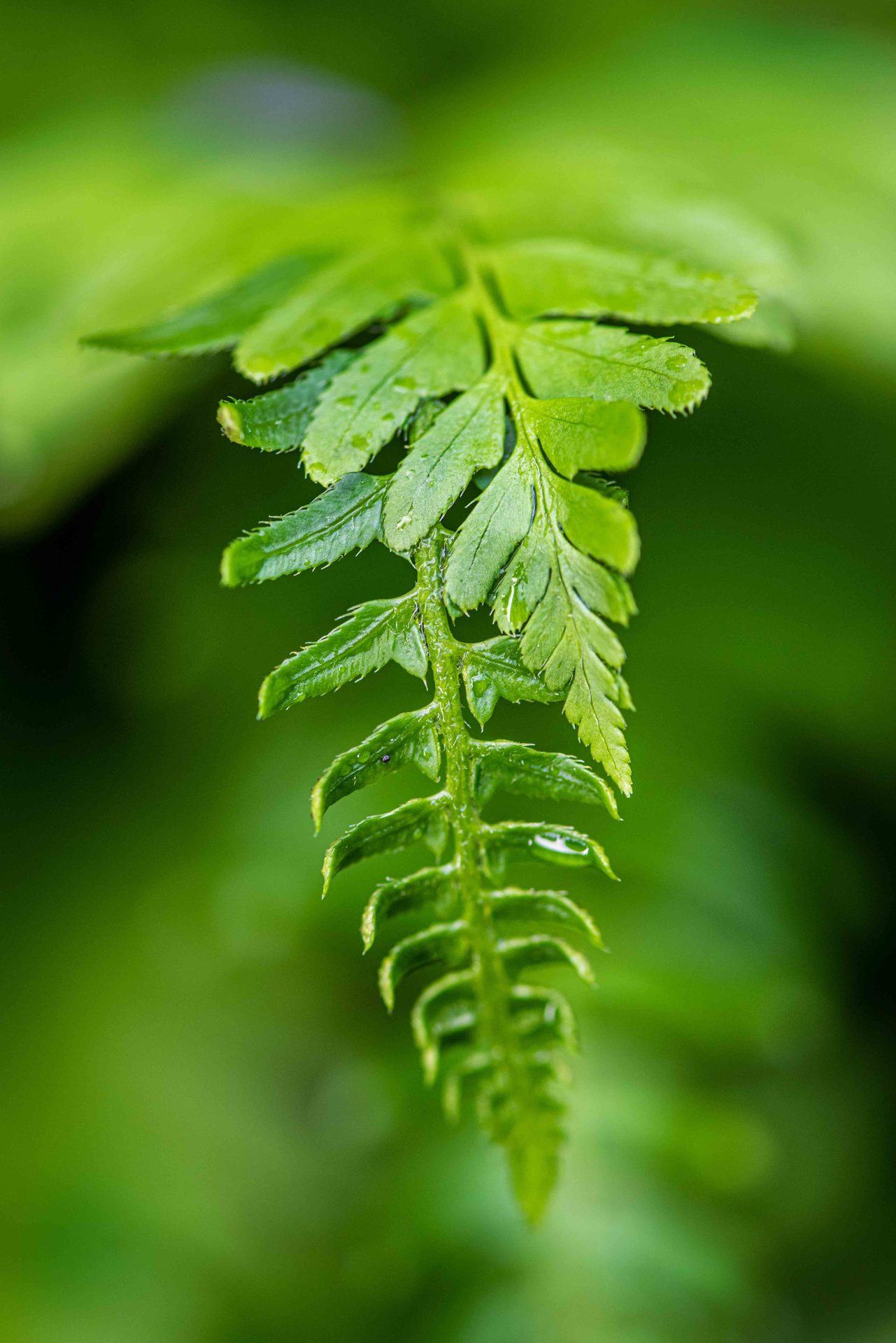 Macro photography, Green, Close-up, Pteridophytes