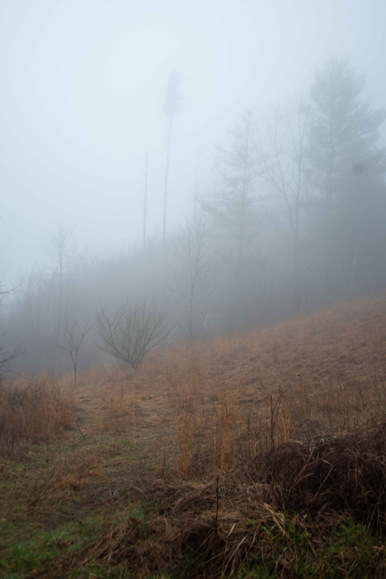 atmospheric phenomenon, Fog, Mist, Haze, Morning, Forest