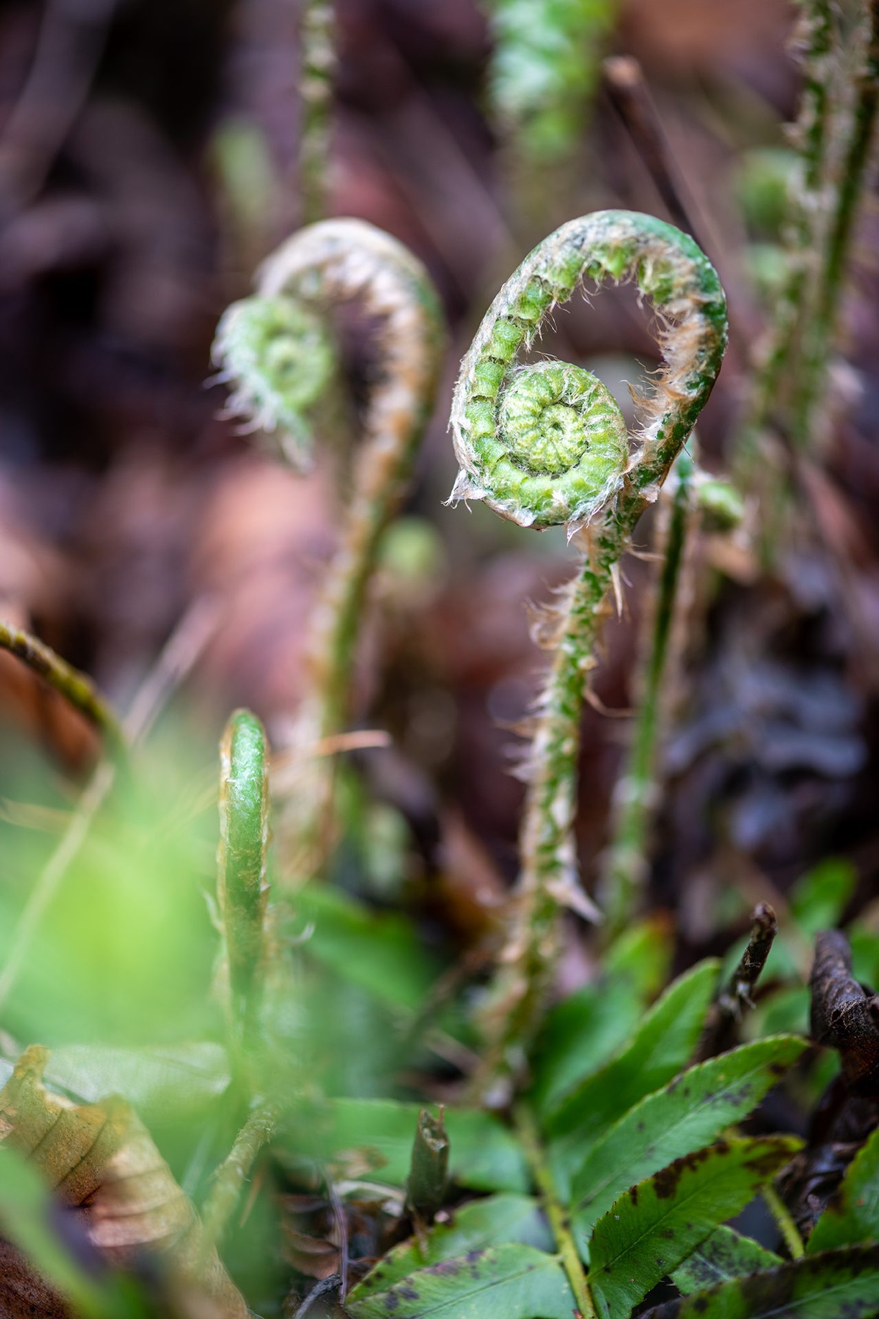 Fiddlehead fern, Green, Close-up
