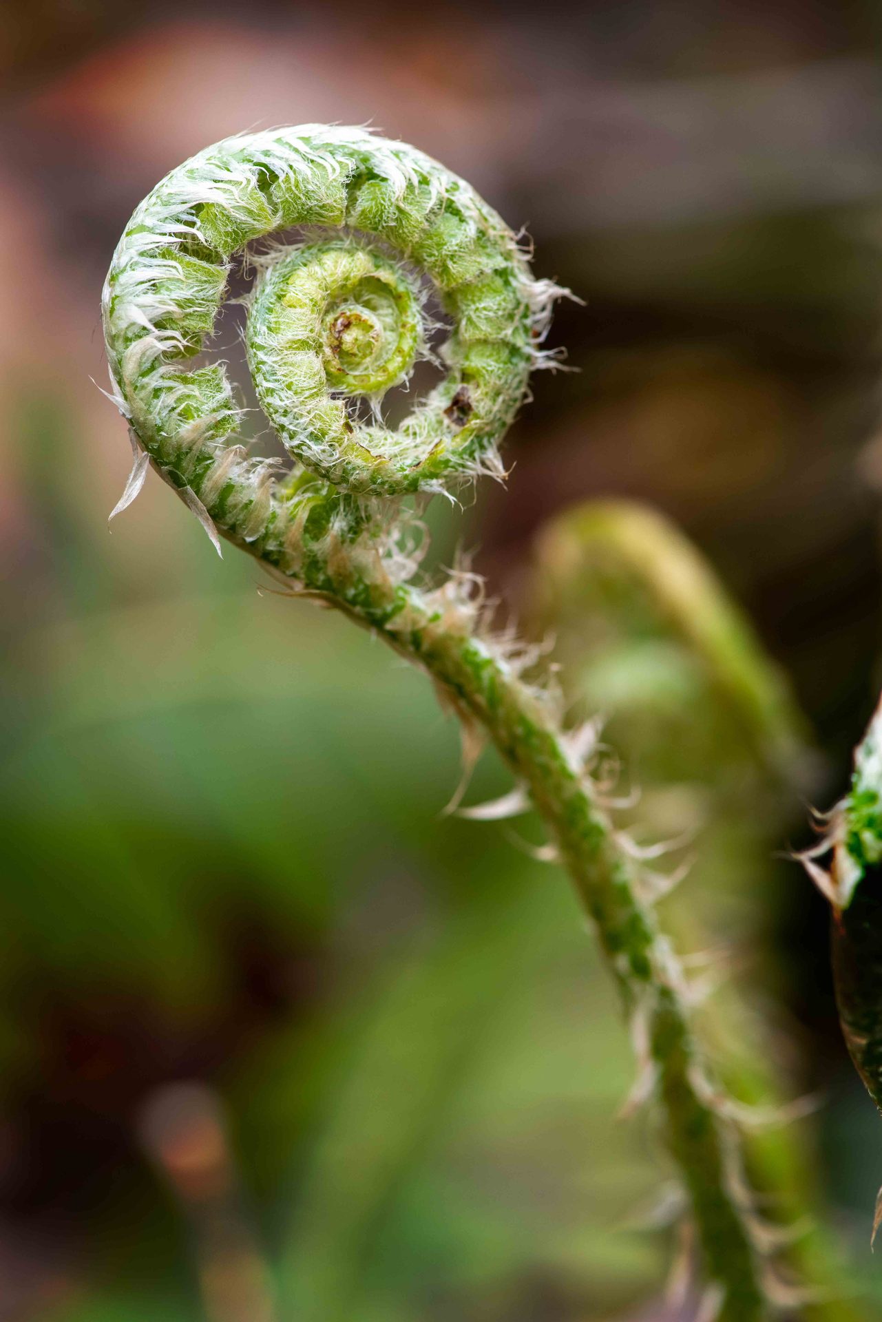 Fiddlehead fern, Close-up