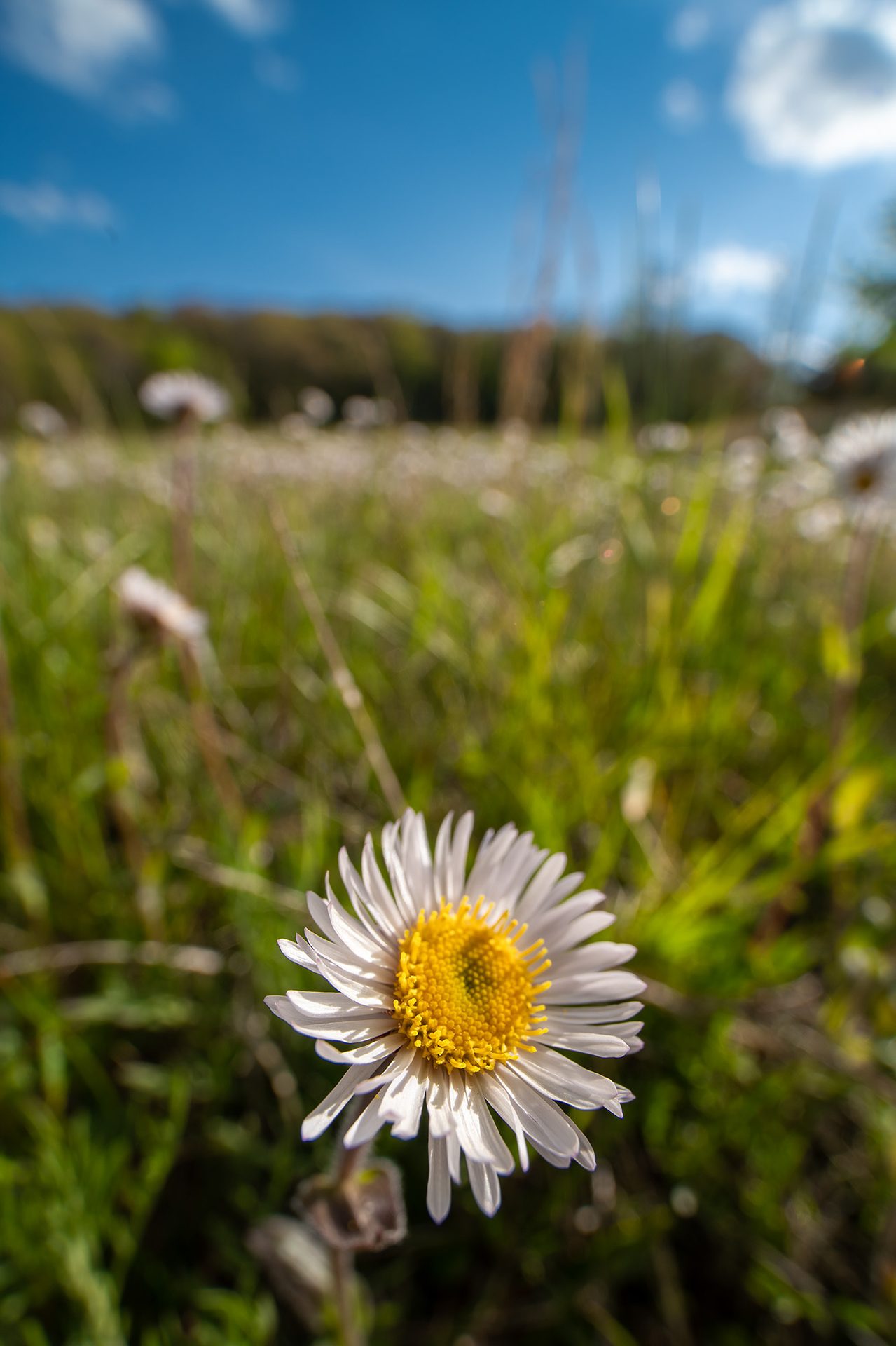 Flowering plant, Flower, Green, Petal, Plants, Yellow, Meadow, Wildflower, Prairie