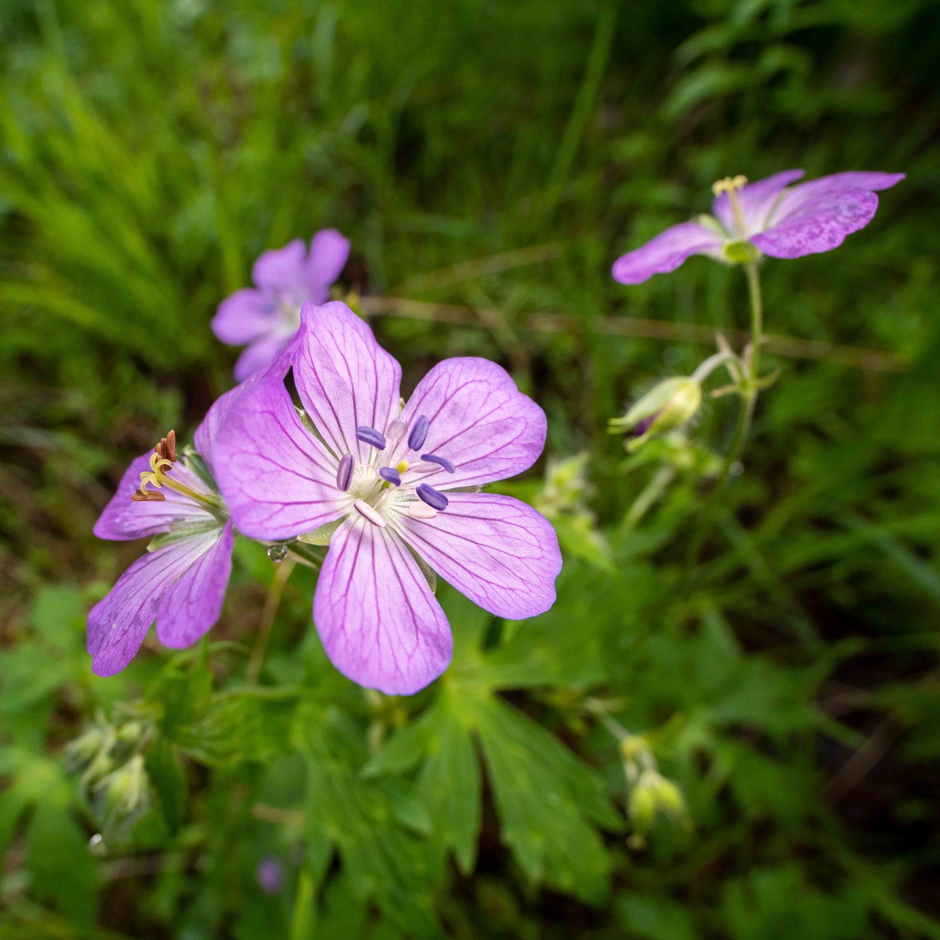 Flowering plant, Flower, Petal, Green, Plants, Pink, Close-up, Purple, Groundcover