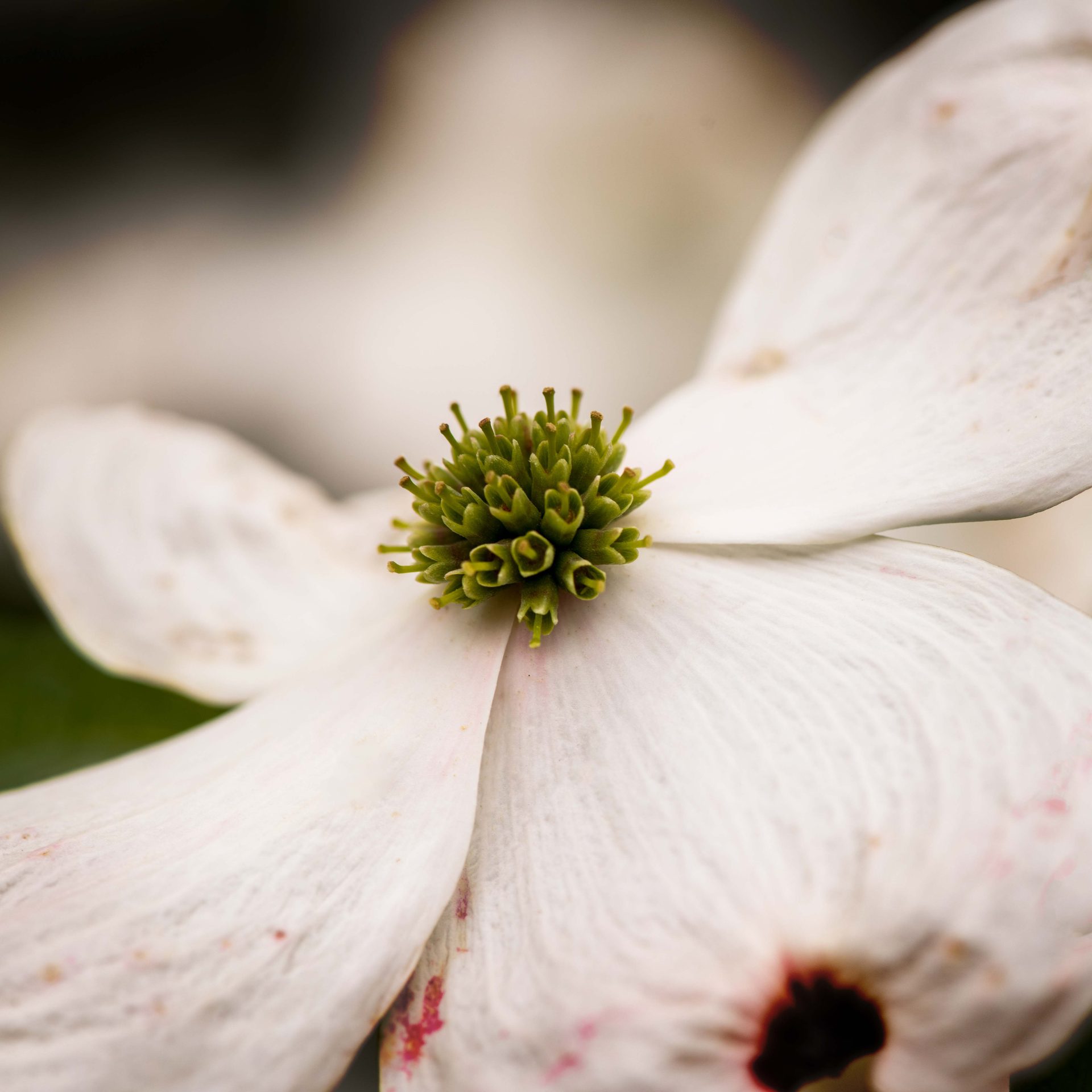 Flowering plant, Flower, Petal, Close-up, Pink
