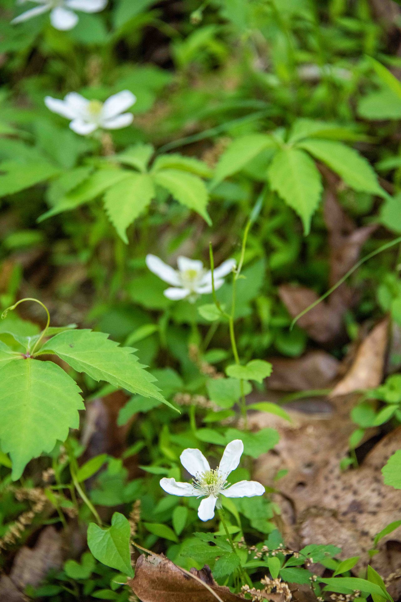 Flowering plant, Flower, Plants, Petal, Groundcover, Wildflower