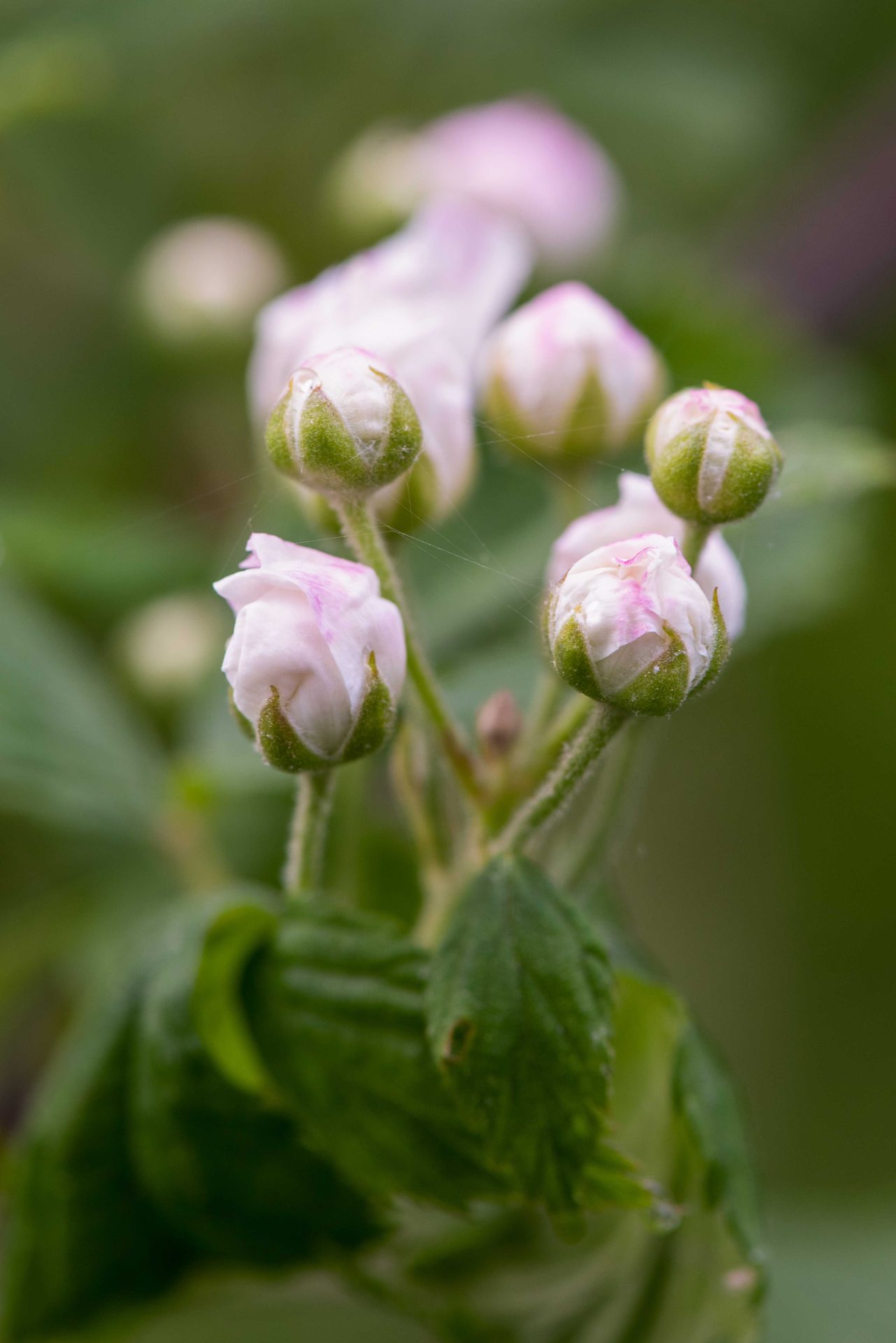 Flowering plant, Flower, Petal, Bud, Pink